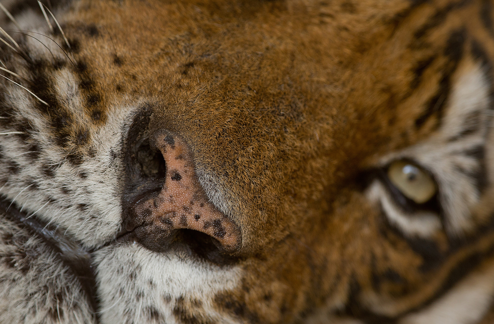 Sm i - Tackling Tiger Boredom! | Nature inFocus