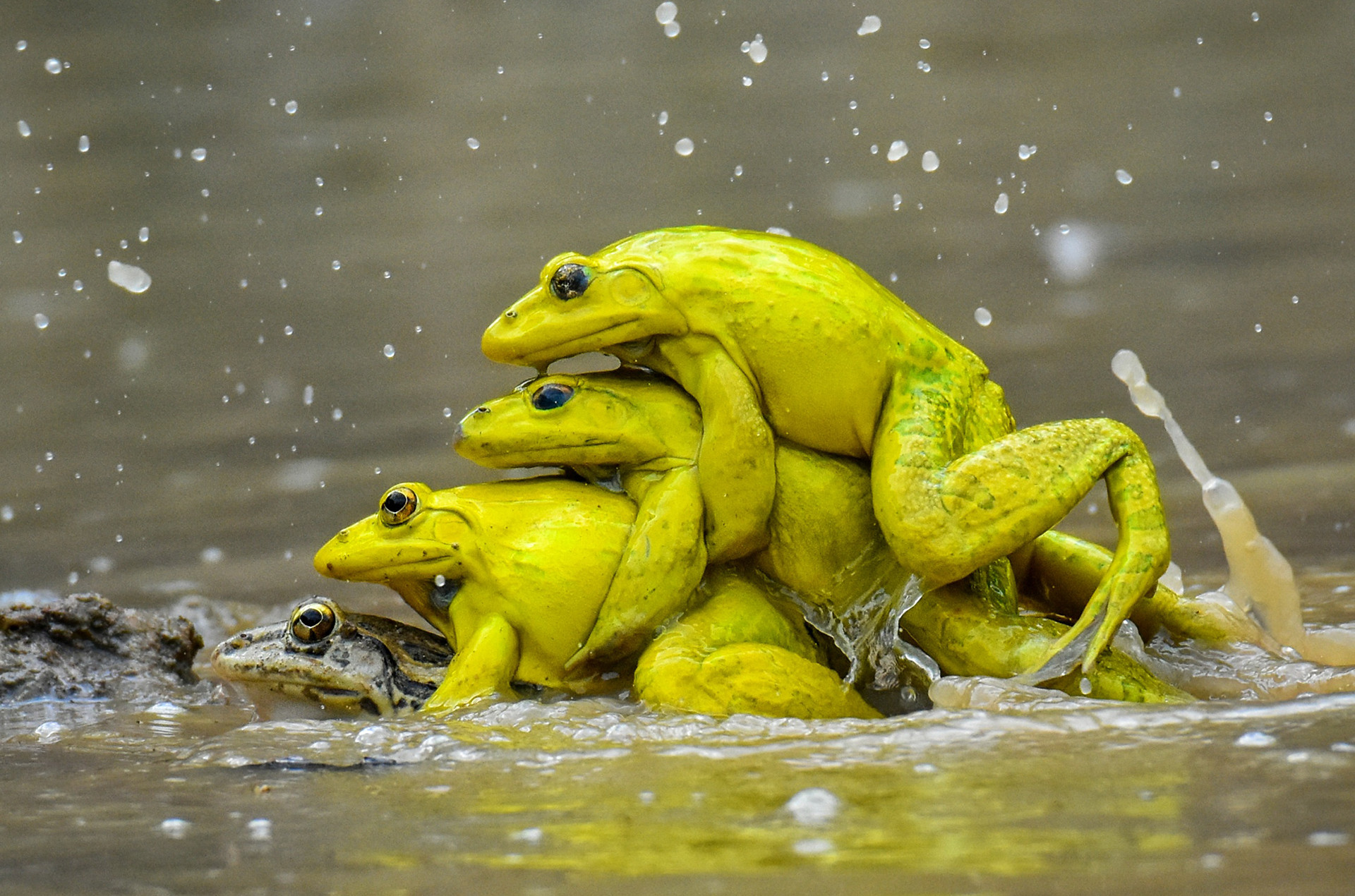 Soham chakraborty - Top 20 Hive Photographs Of 2020 | Nature inFocus