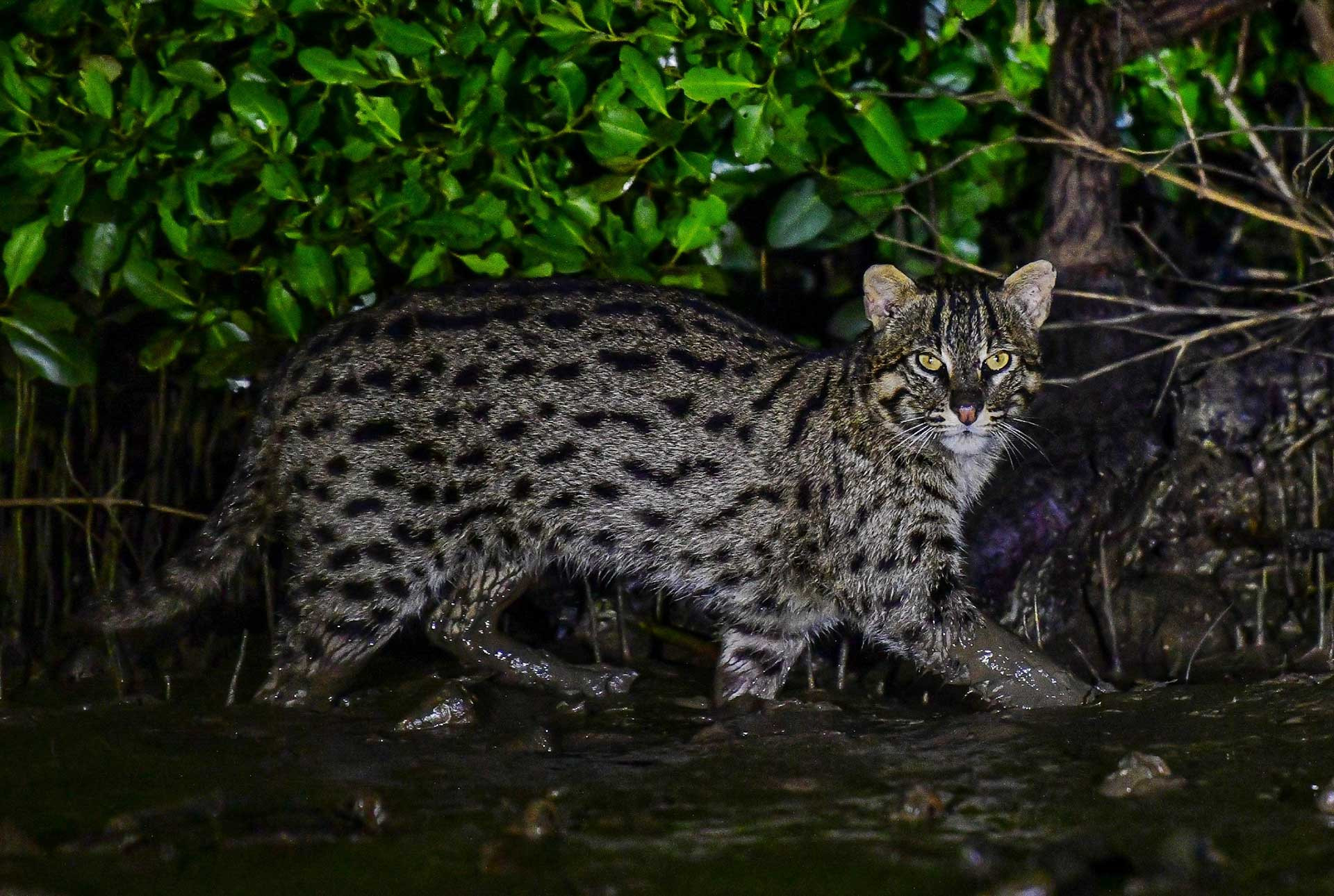 Portrait of a Fishing Cat | Nature inFocus
