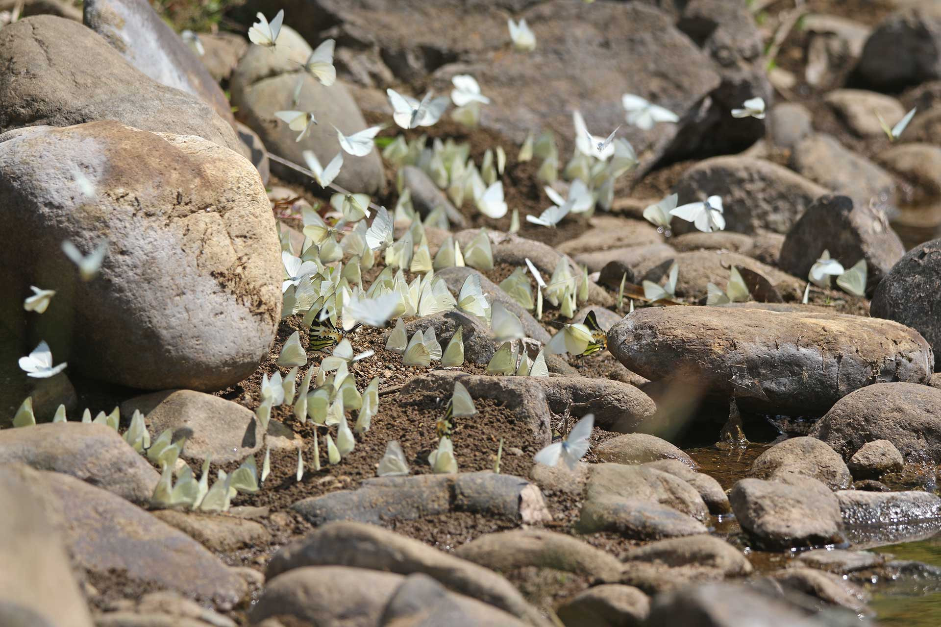      SuryaR  W A     | Nature Infocus