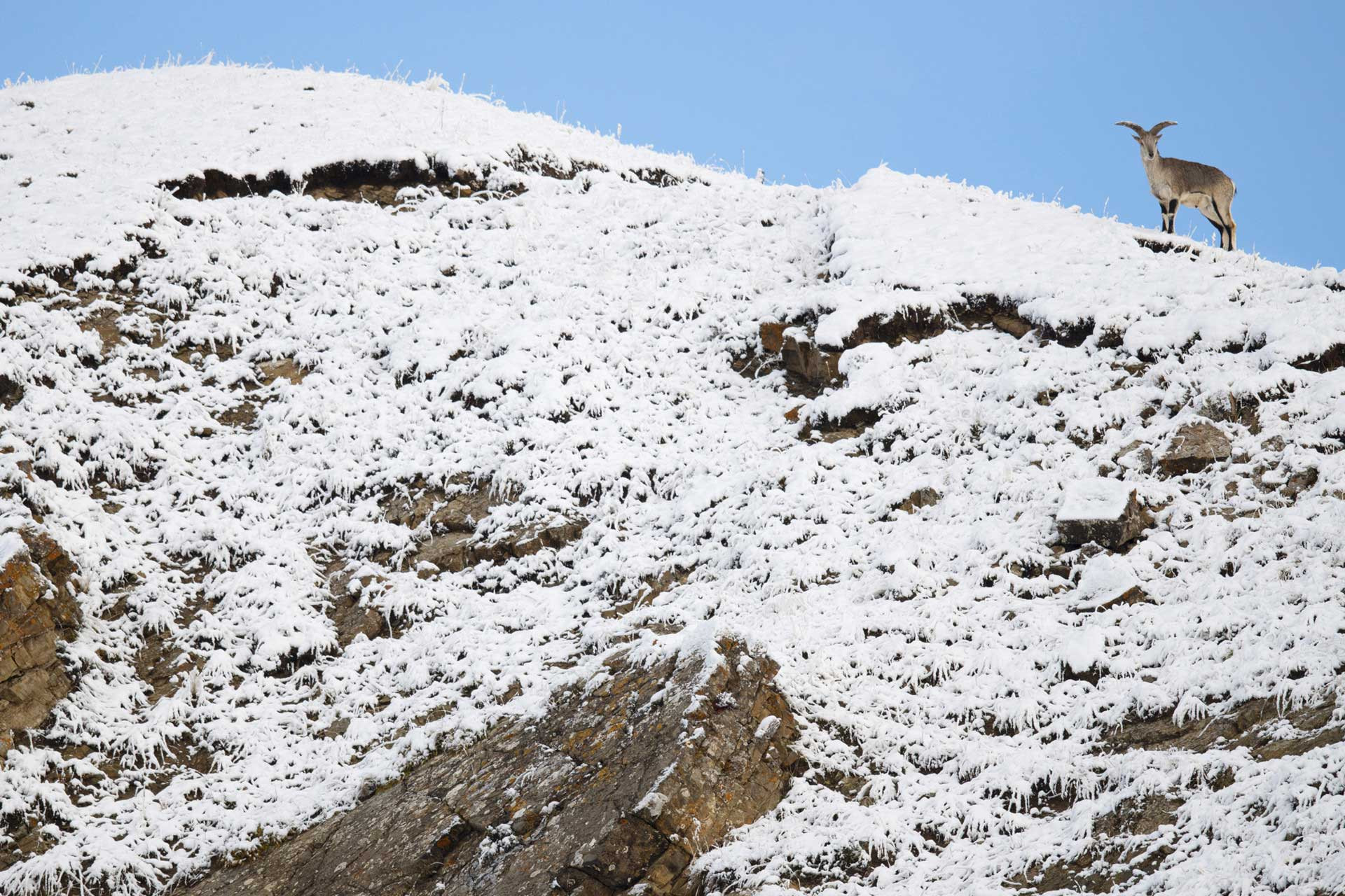 Male Blue Sheep in the Tibetan Plateau