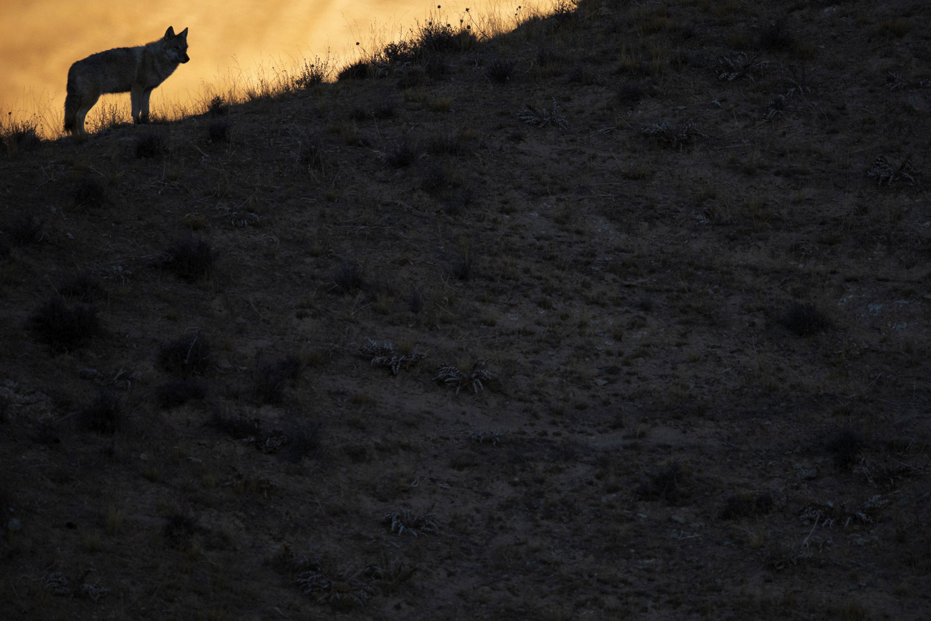 Tibetan Wolf (Canis lupus thibetanus)