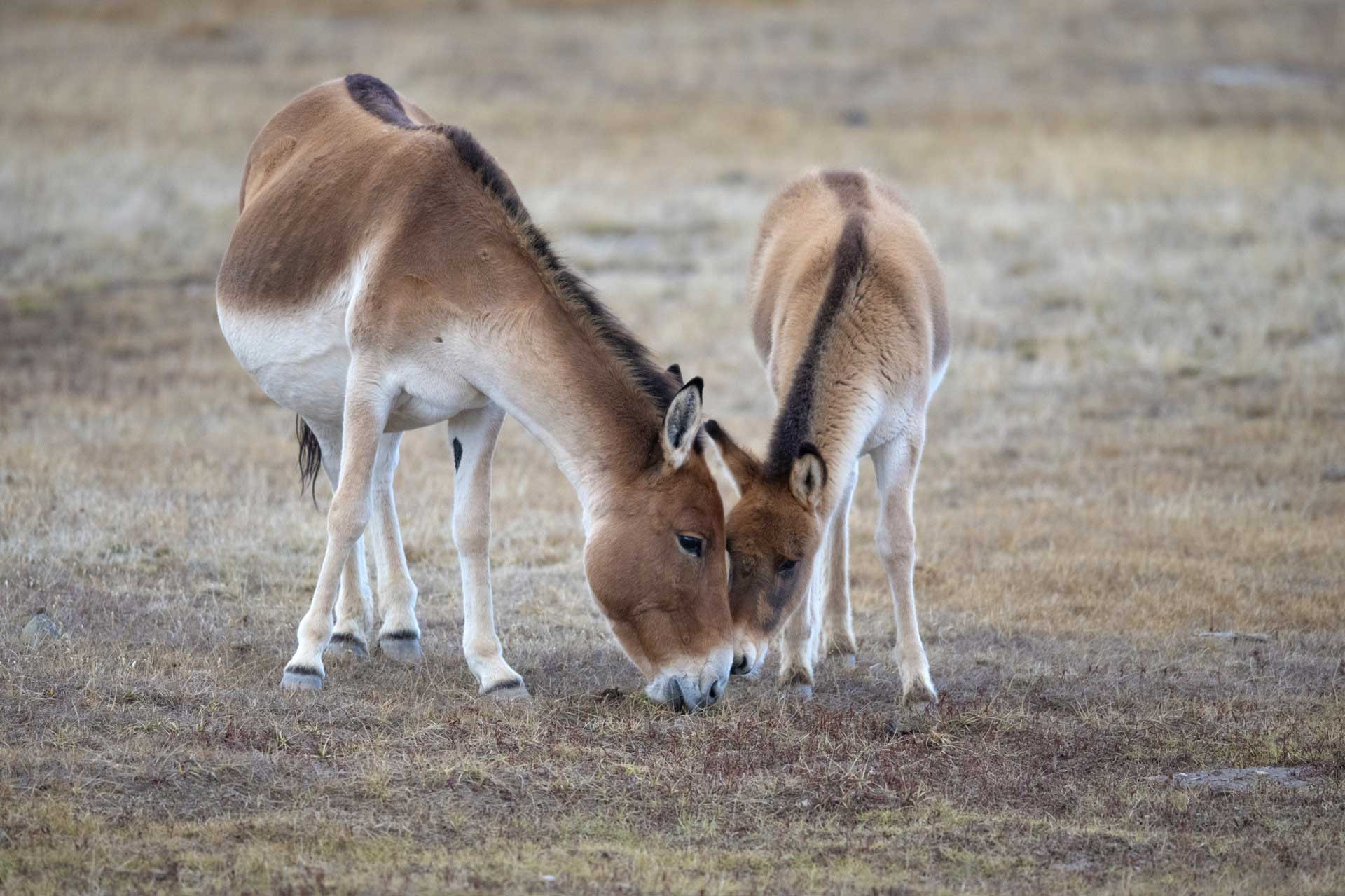 Asian Wild Ass mother and foal