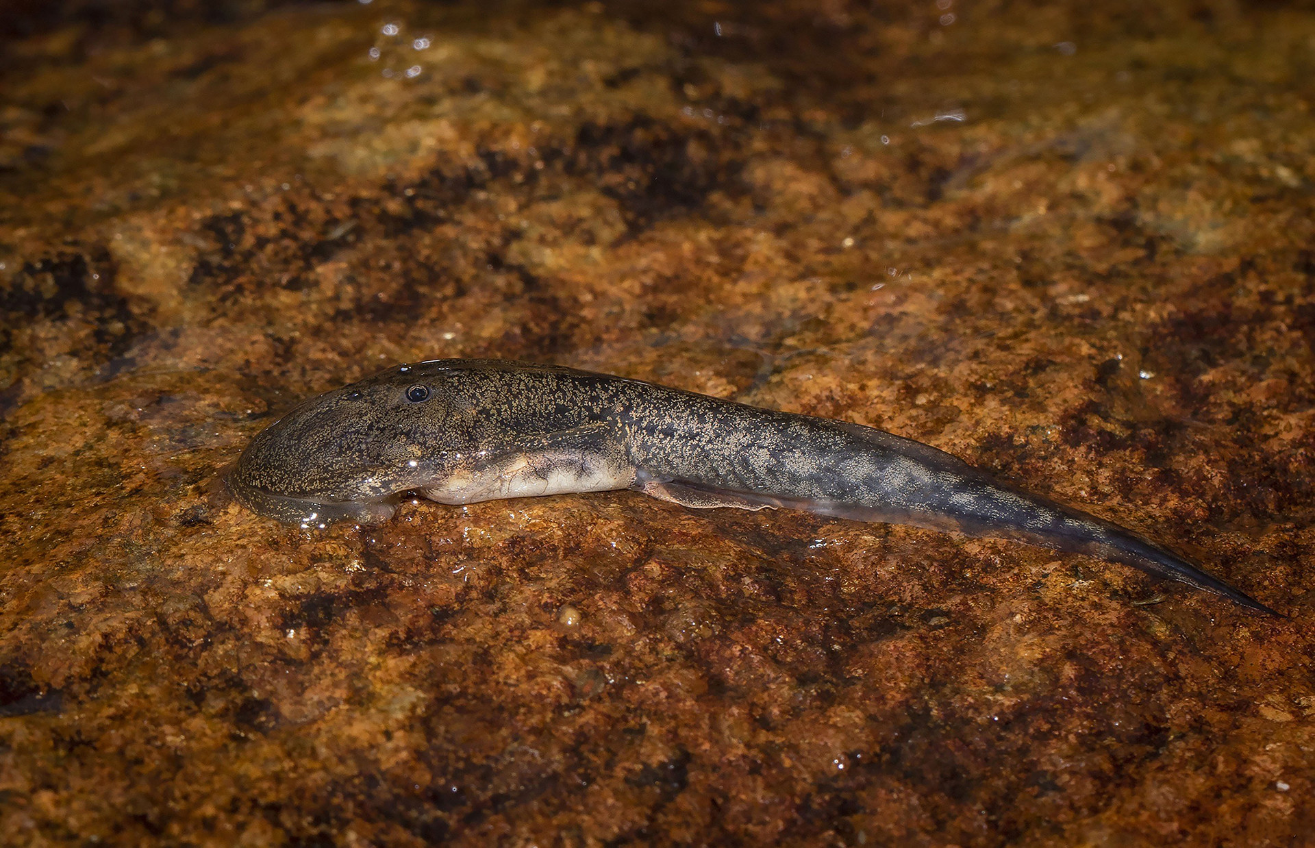 Tadpole - The Purple Frog's Race Against Time | Nature inFocus
