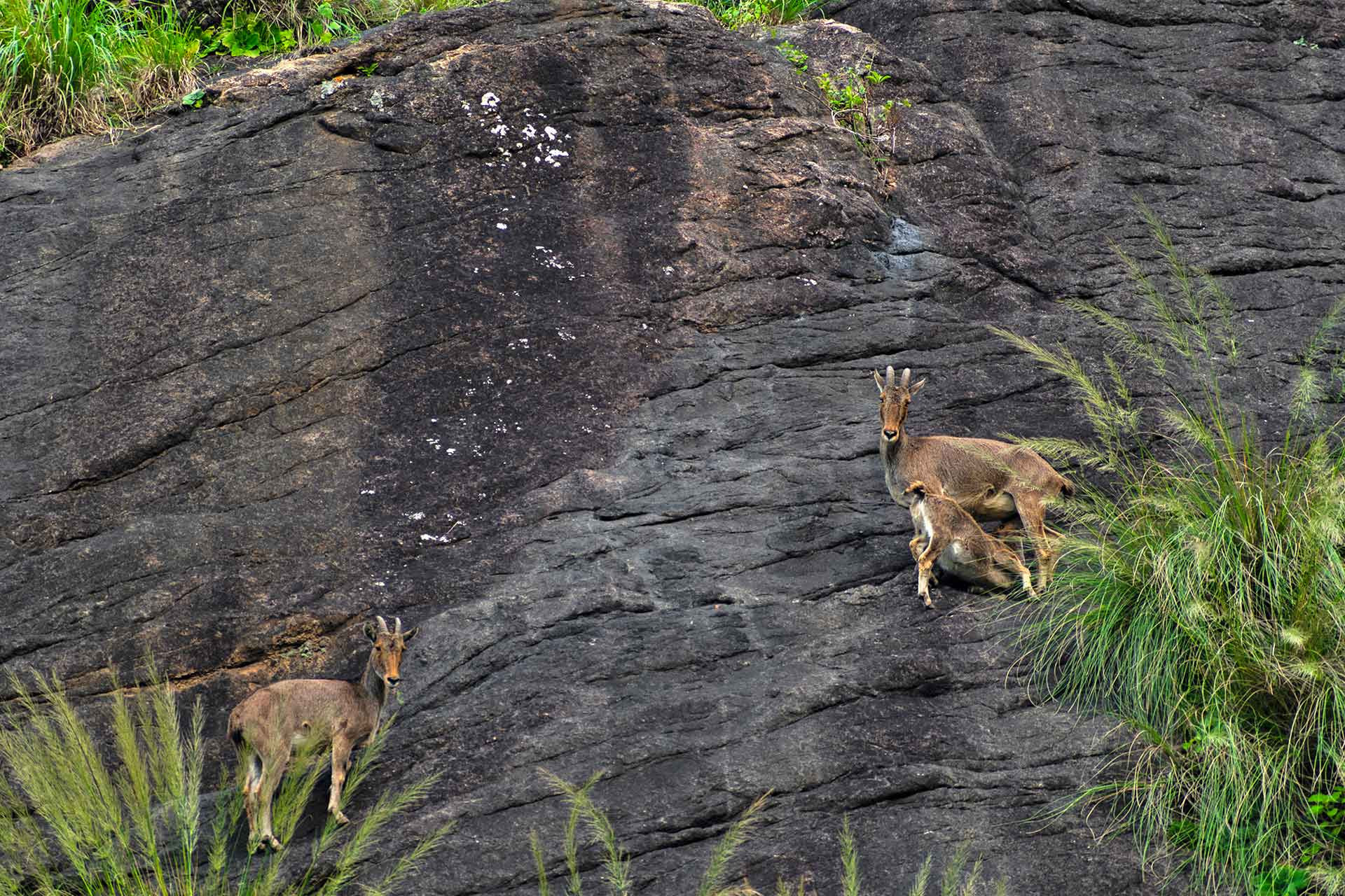 Tamil Nadu NilgiriTahr Aravind Ram | Nature Infocus