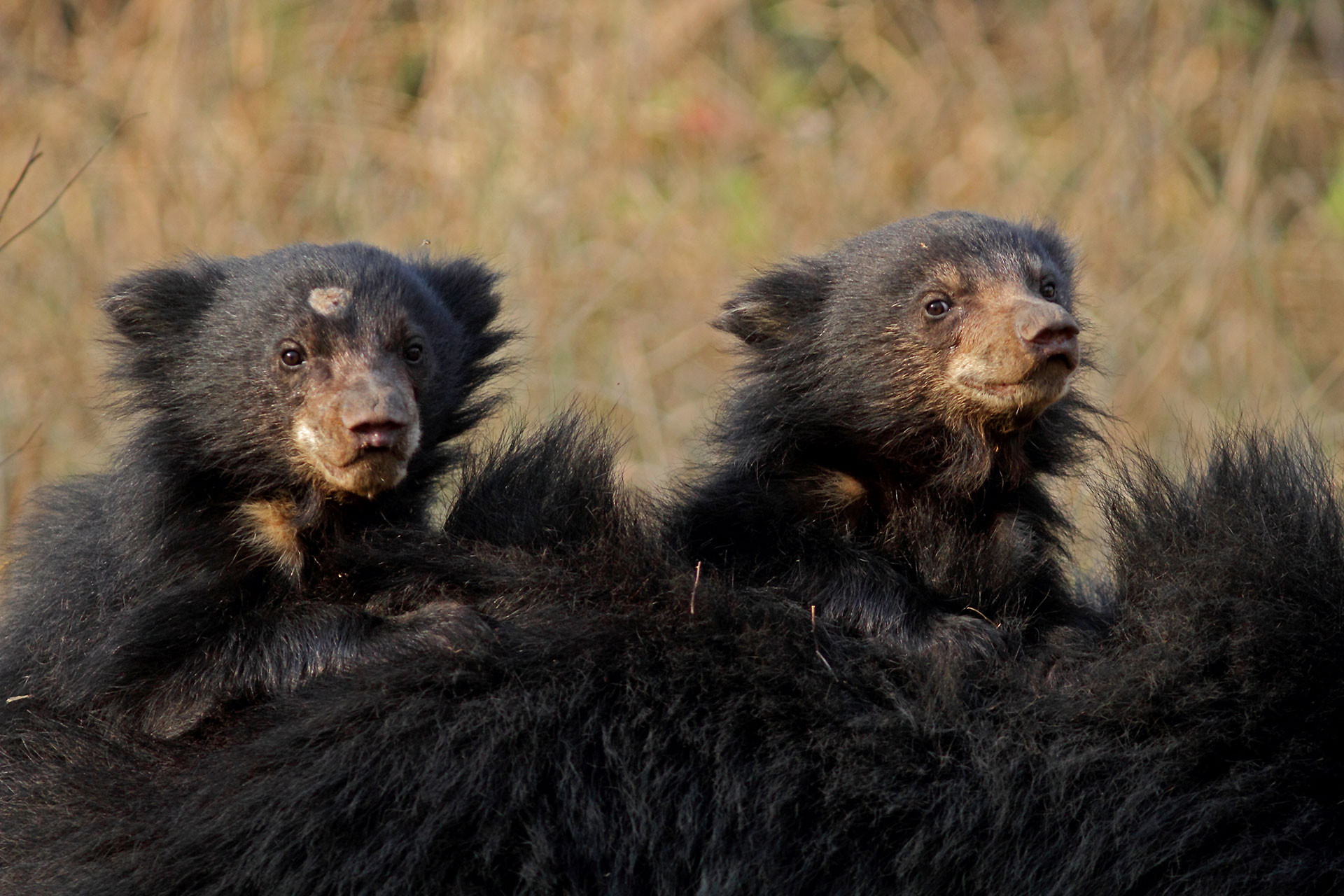 Sloth Bear cubs riding on their mother