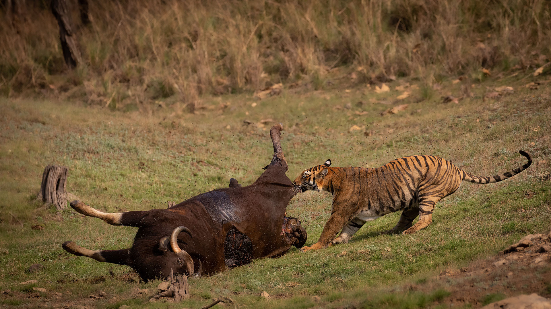 Tiger with gaur kill in Satpura