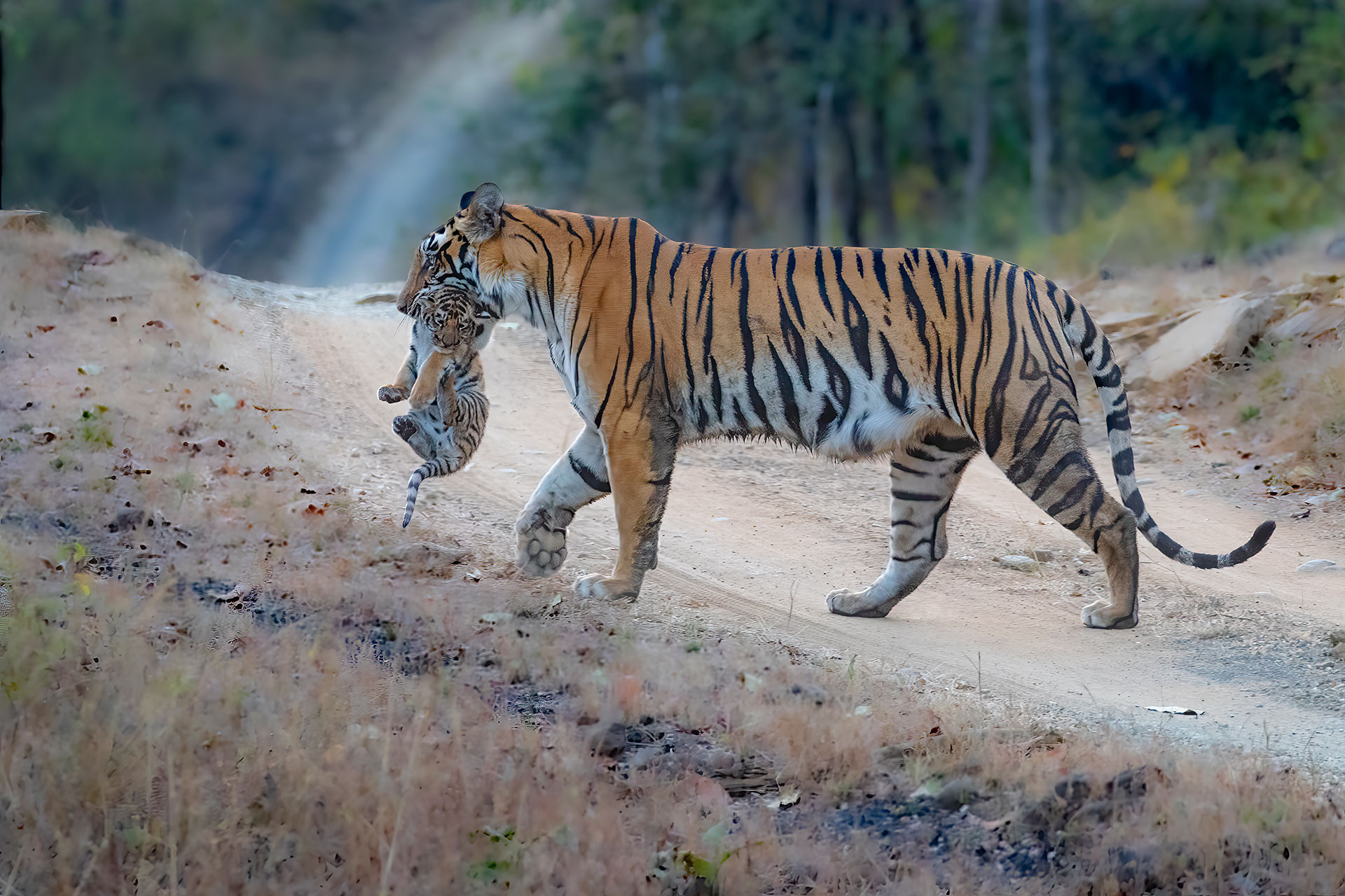 Tigress with cub in Satpura
