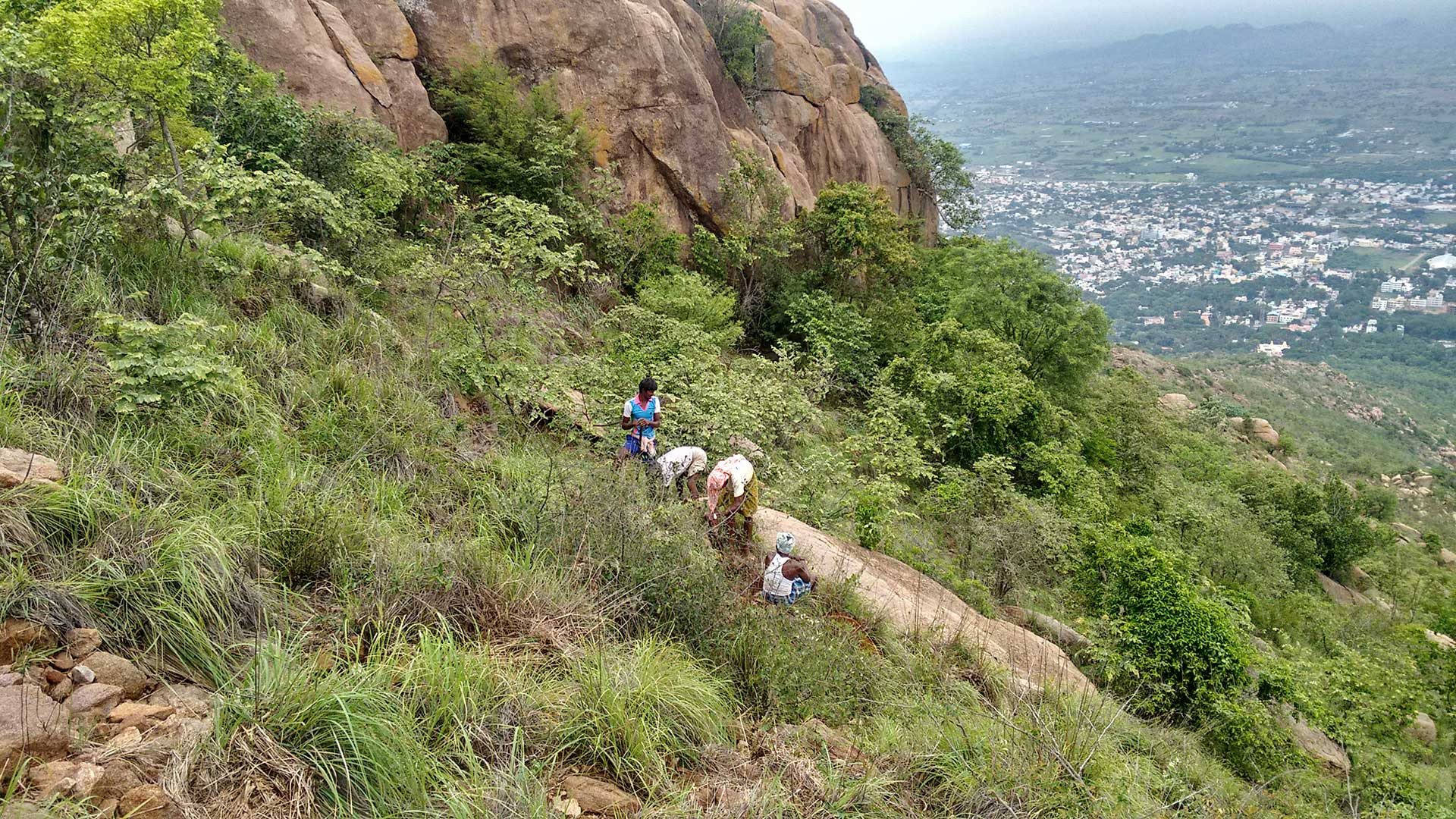 Tree planting at mid height among lemon grass | Nature Infocus