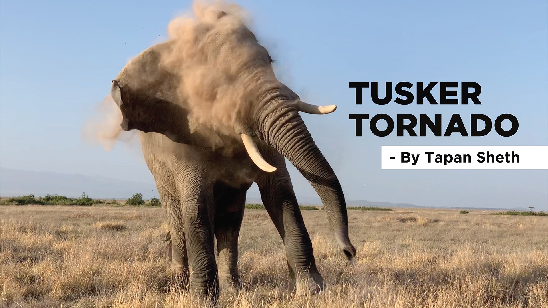 Tusker tornado - Nature inFocus Film Awards 2019: The Winners | Nature inFocus