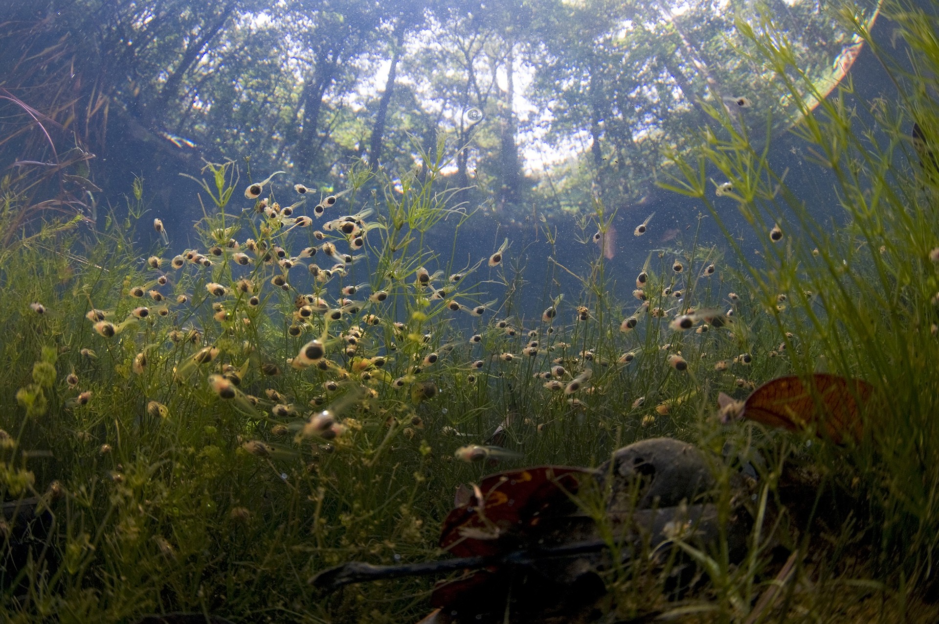Umeed mistry pond rainforests - The Wild Nation – Rainforests | Nature inFocus