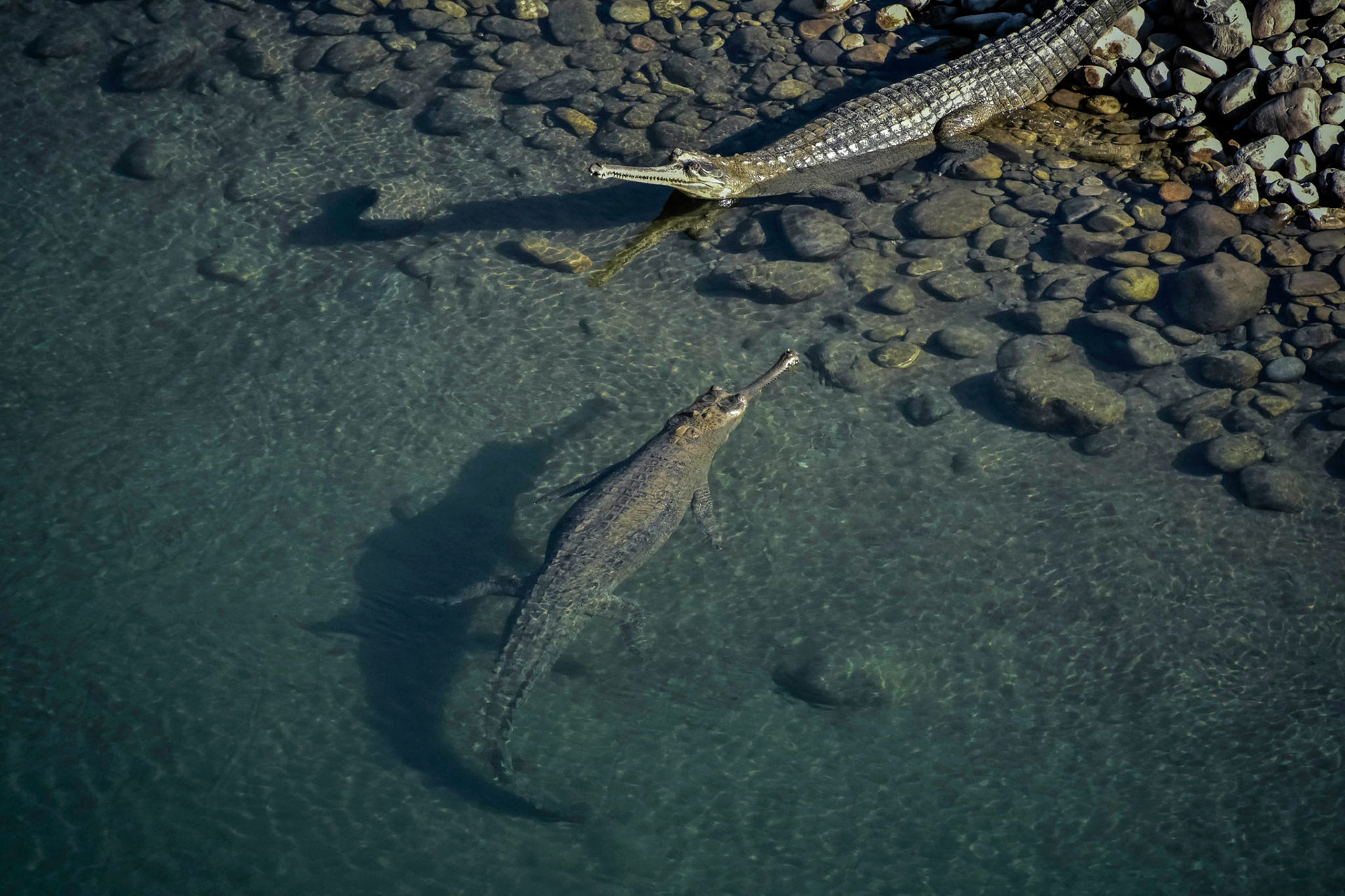 UttarPradesh Upamanyu Bhattacharya x | Nature Infocus