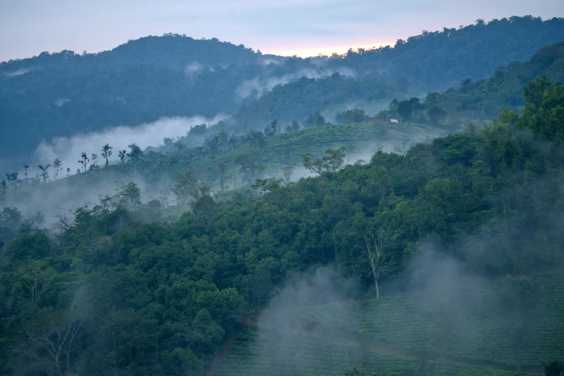 Valparai landscape GAN | Nature Infocus