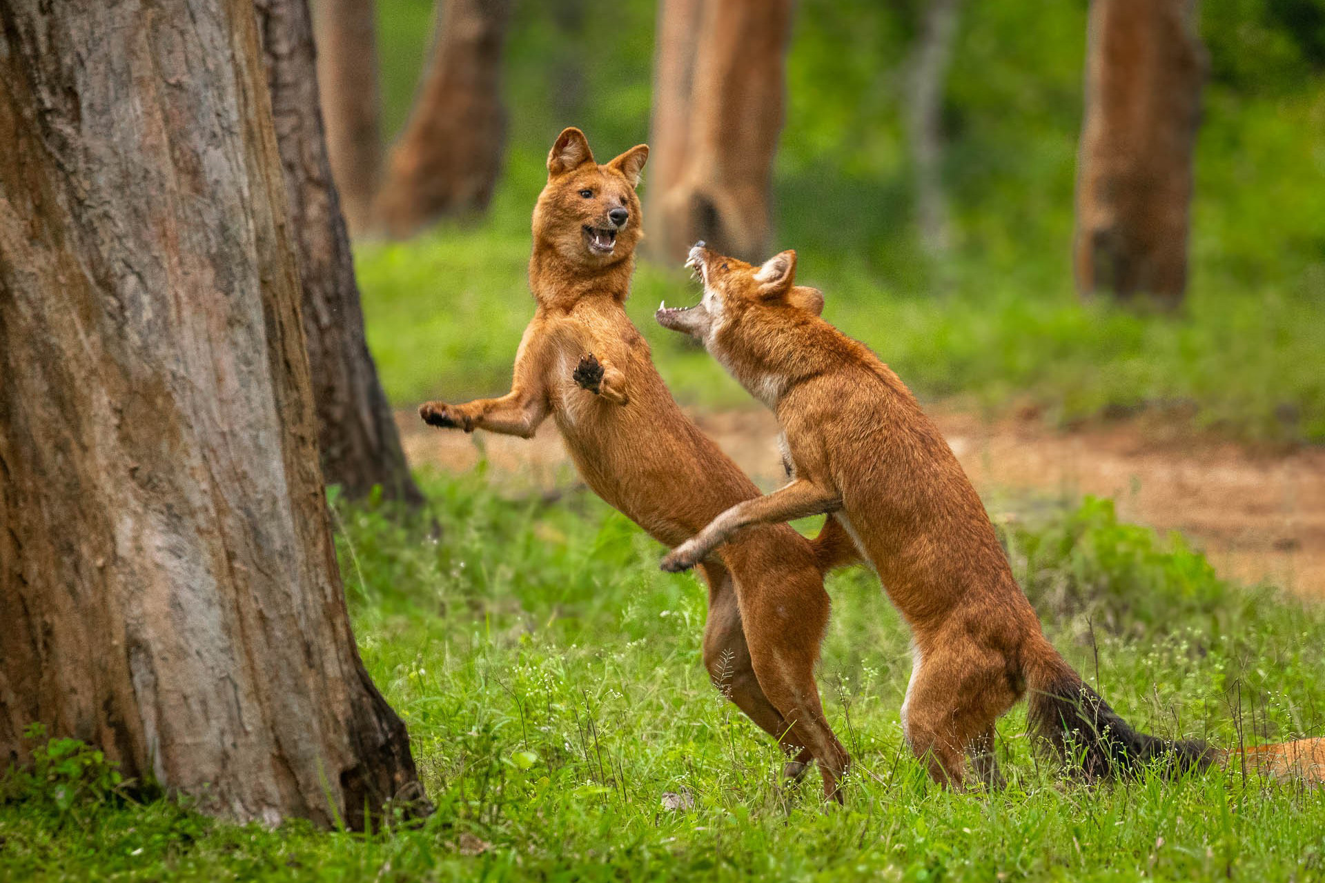 vedansh pandey x a | Nature Infocus