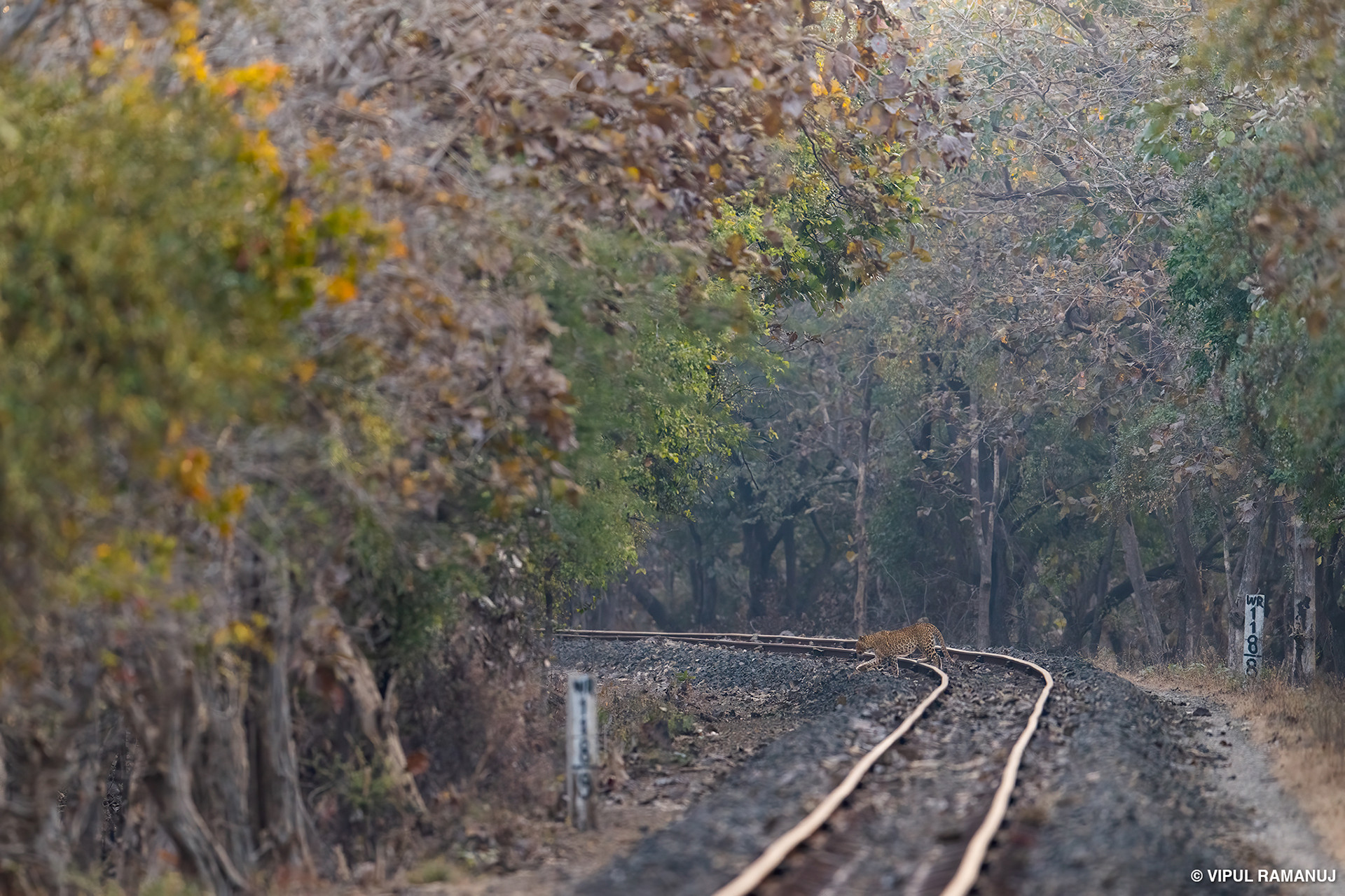 Leopard crossing railway track in Gir National Park, Gujarat