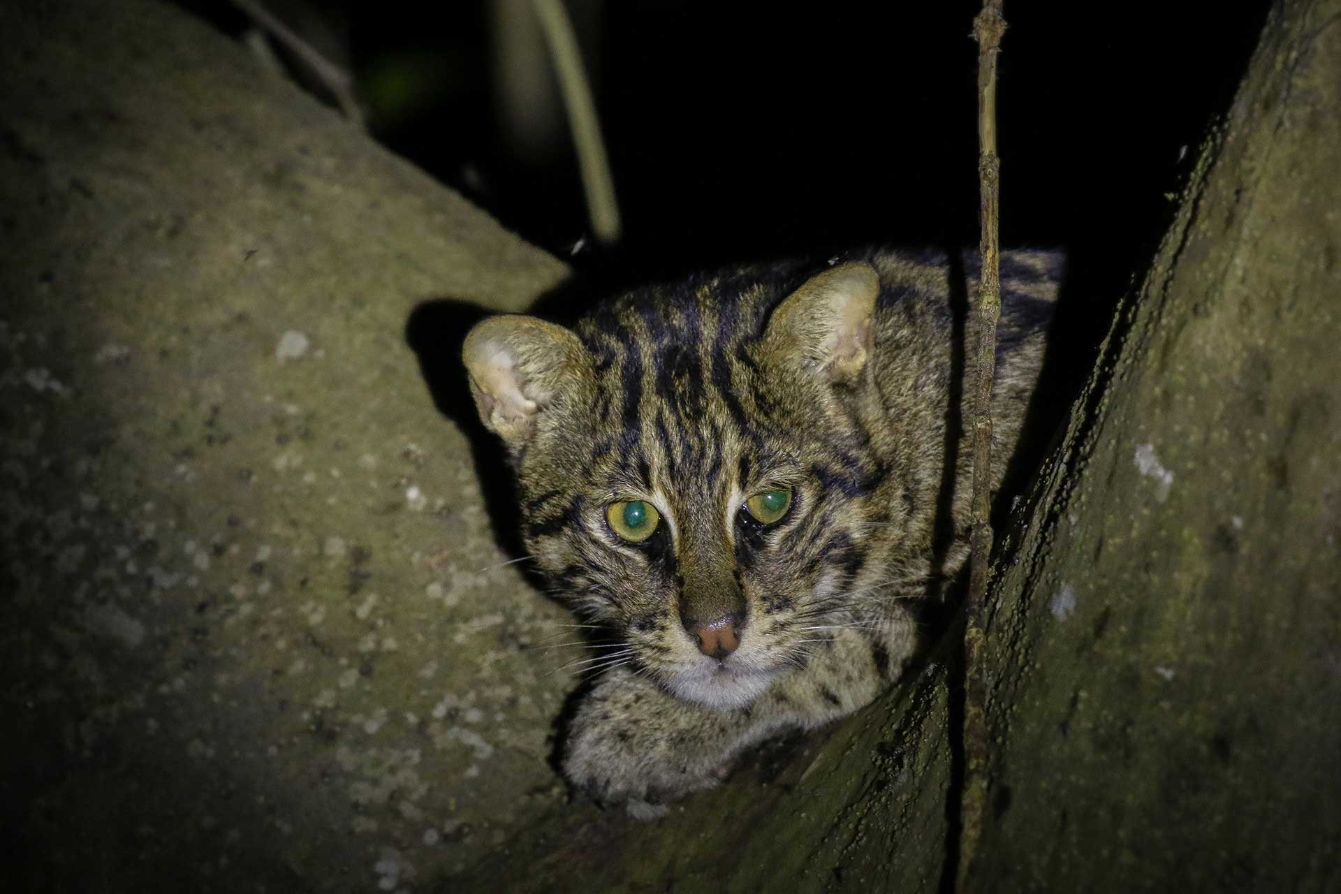 WestBengal FishingCat Sanjay Kothapalli | Nature Infocus