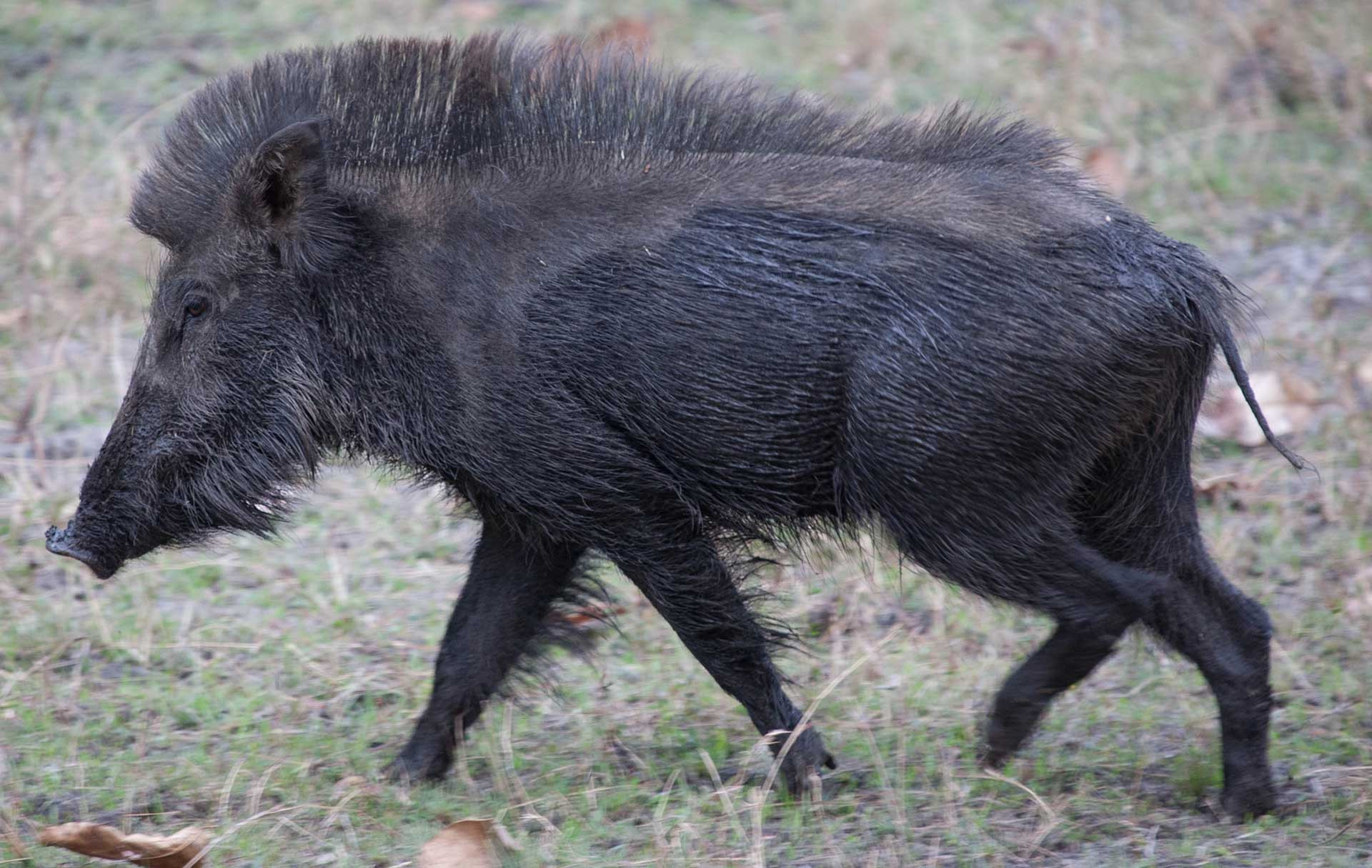 wild boar sus scrofa cristatus