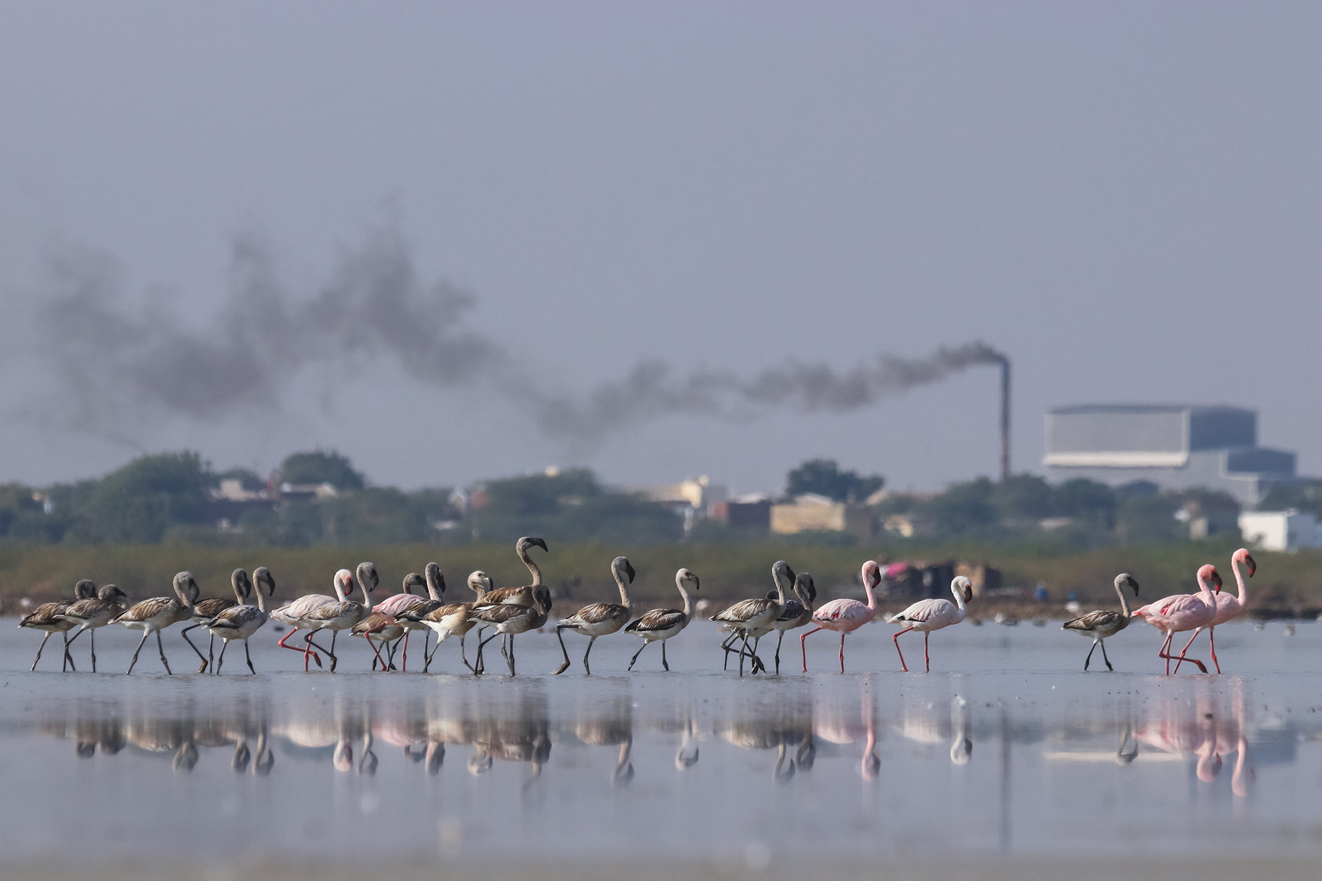 Lesser Flamingos in Little Rann of Kutch in Gujarat
