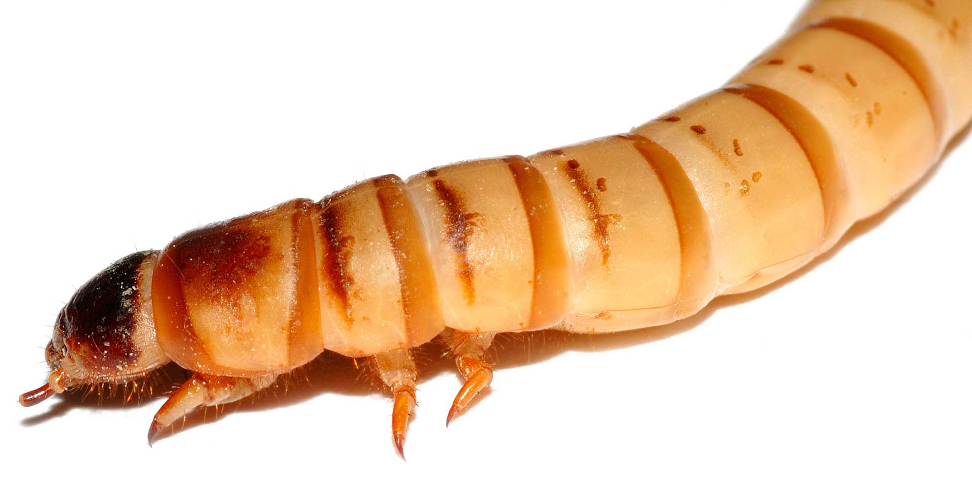 Plastic digesting Zophobas morio larva or superworm
