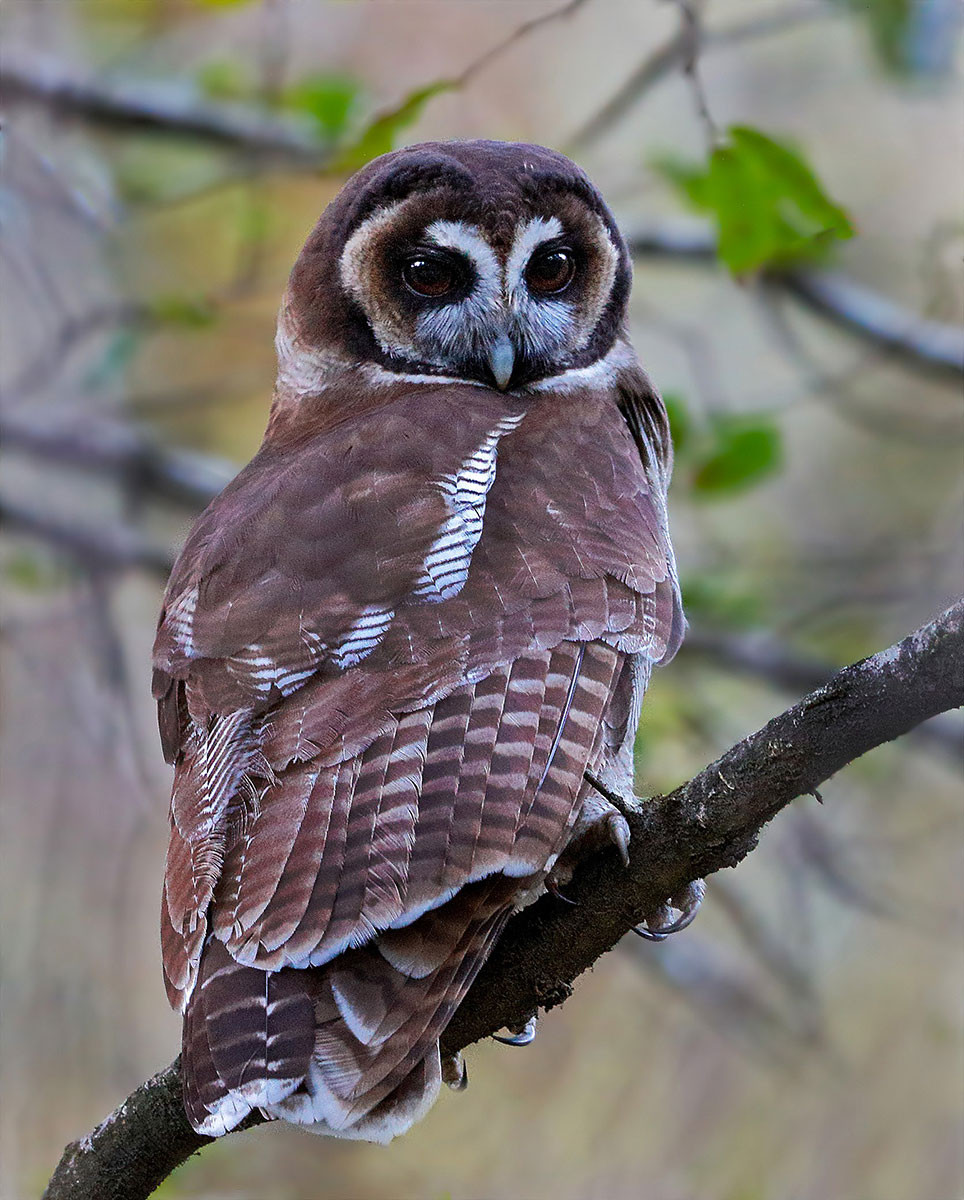 Brown Wood Owl (Strix leptogrammica)