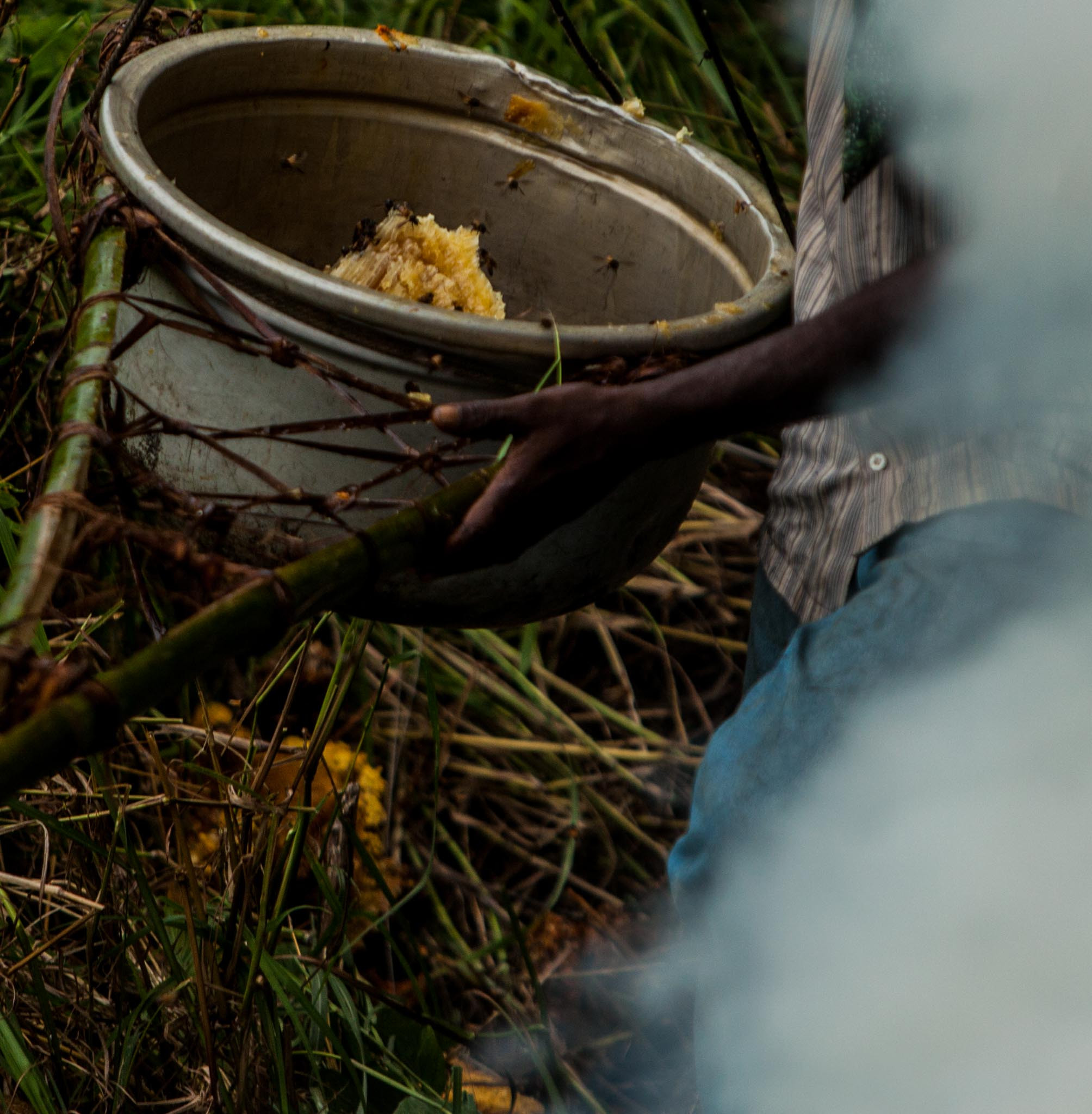 VLP TL | Nature Infocus