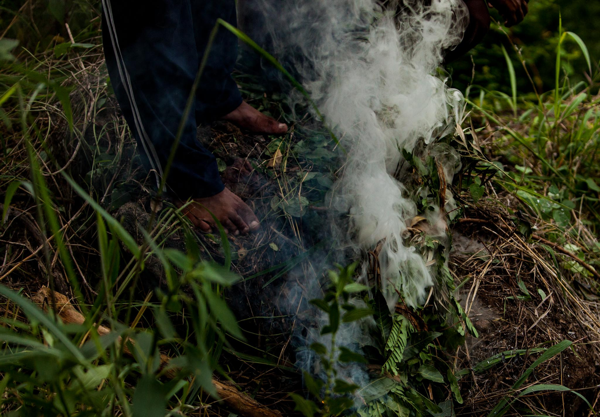 VLP TL | Nature Infocus