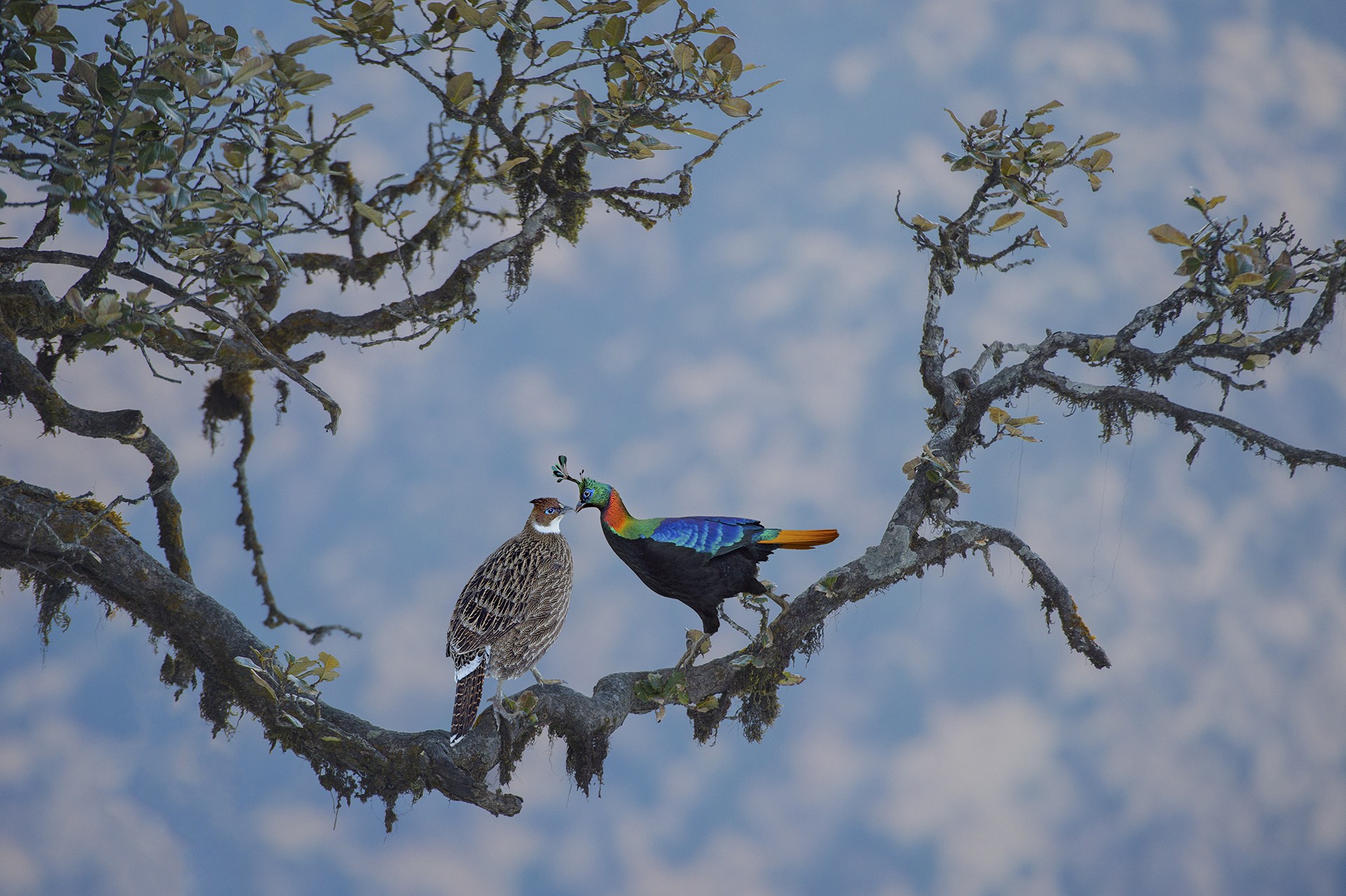 - Nature inFocus Photography Awards 2019: The Winners | Nature inFocus
