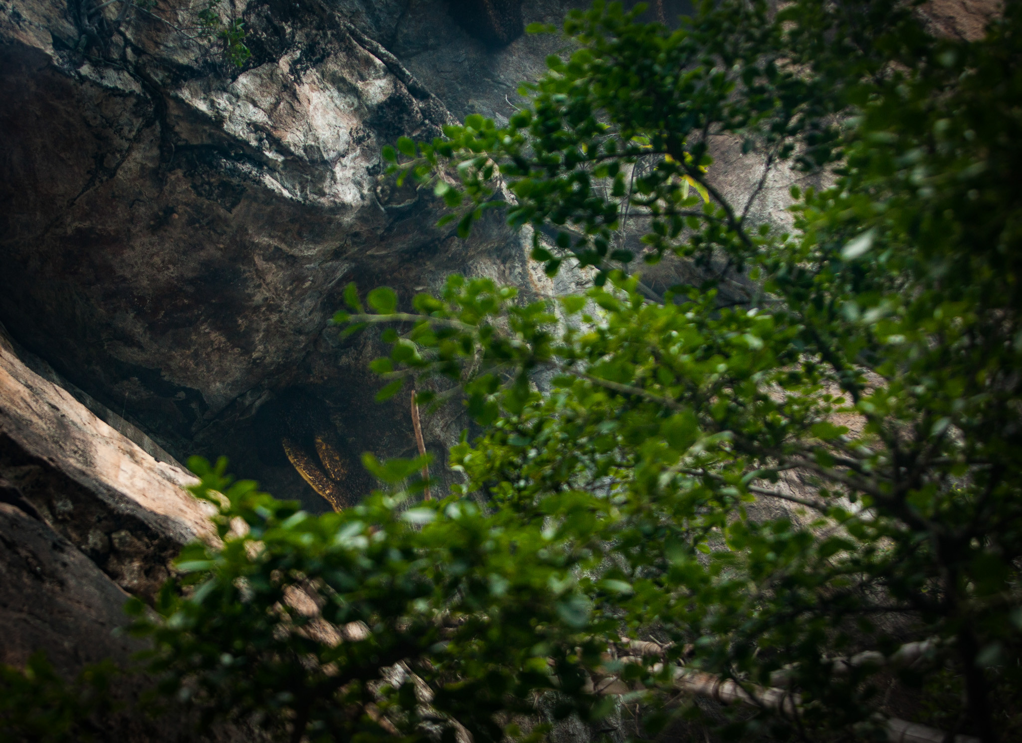| Nature Infocus
