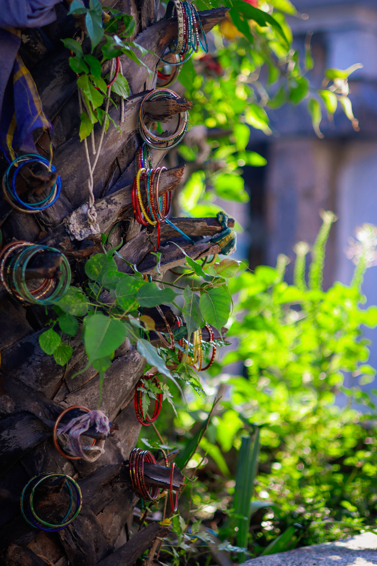 | Nature Infocus