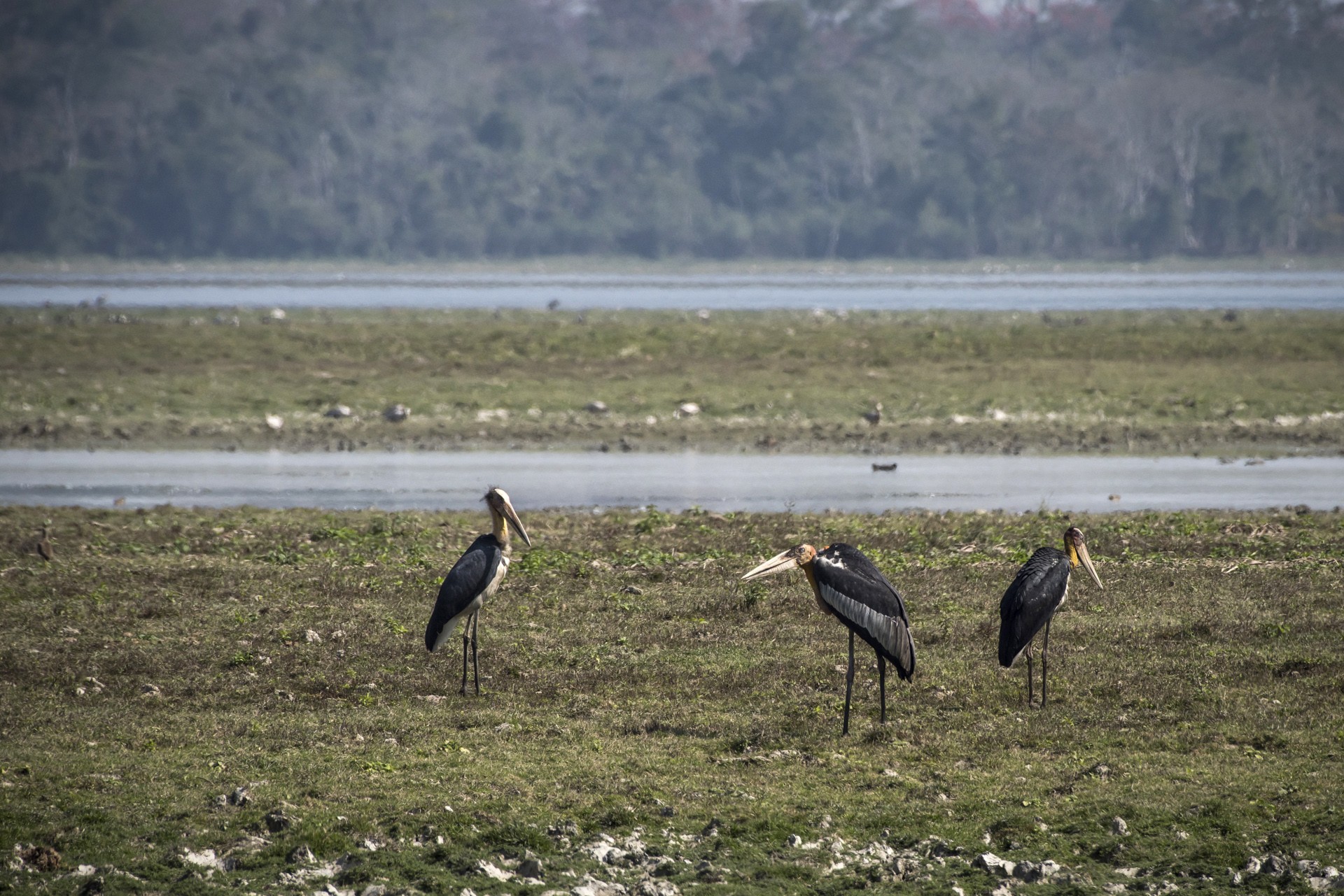 Adjutant kaziranga - The Old Man And The City | Nature inFocus