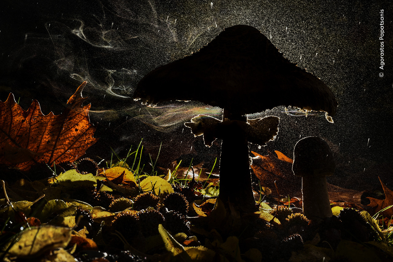 Agorastos Papatsanis Wildlife Photographer of the Year | Nature Infocus