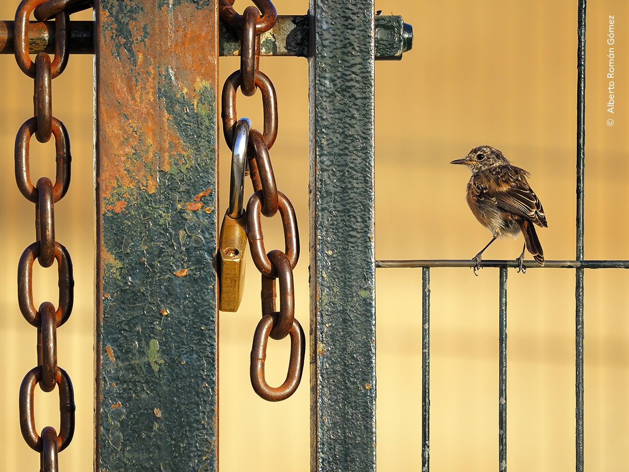Alberto Roma n Go mez Hombre Wildlife Photographer of the Year | Nature Infocus