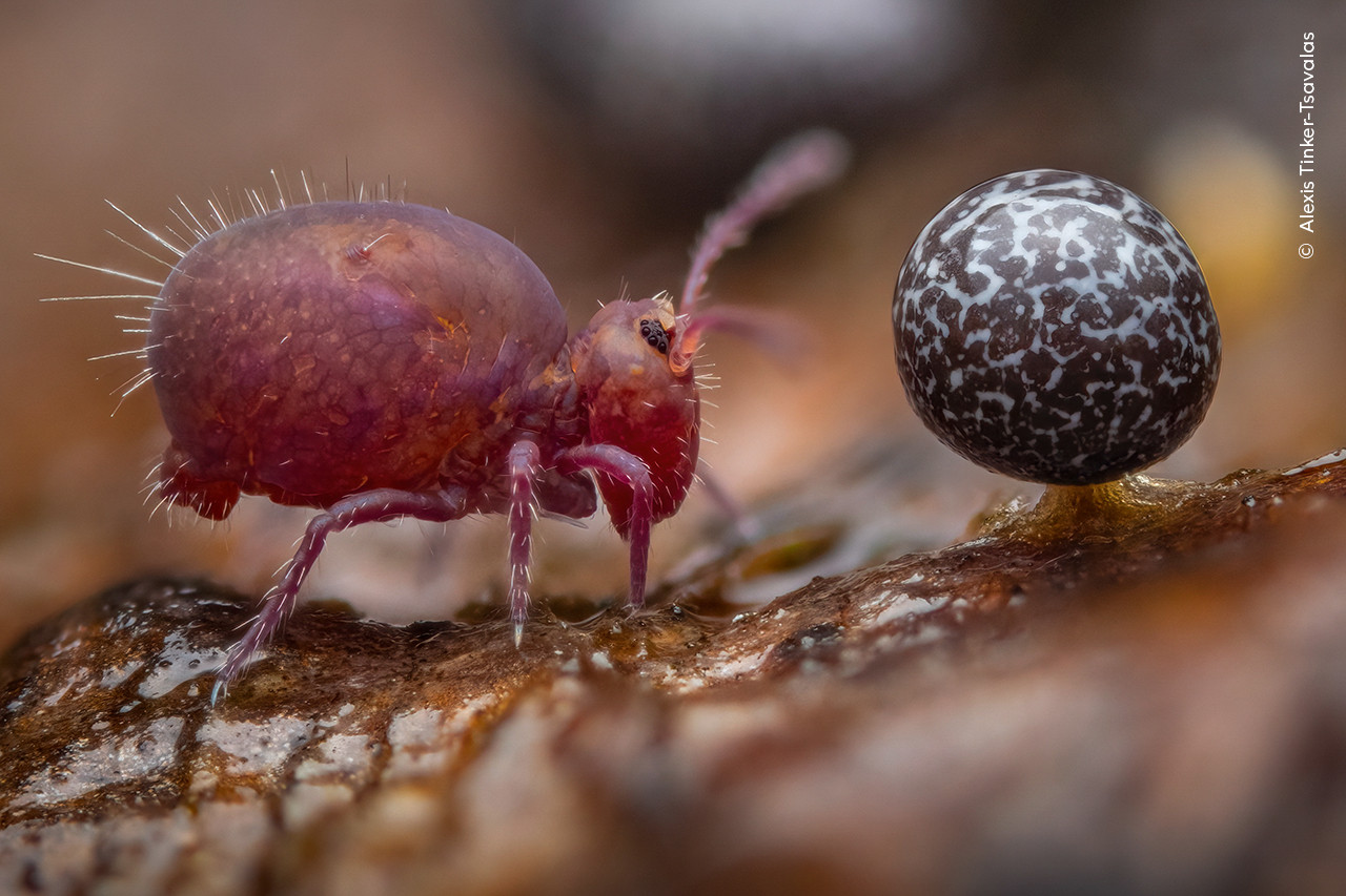 Alexis Tinker Tsavalas Wildlife Photographer of the Year | Nature Infocus