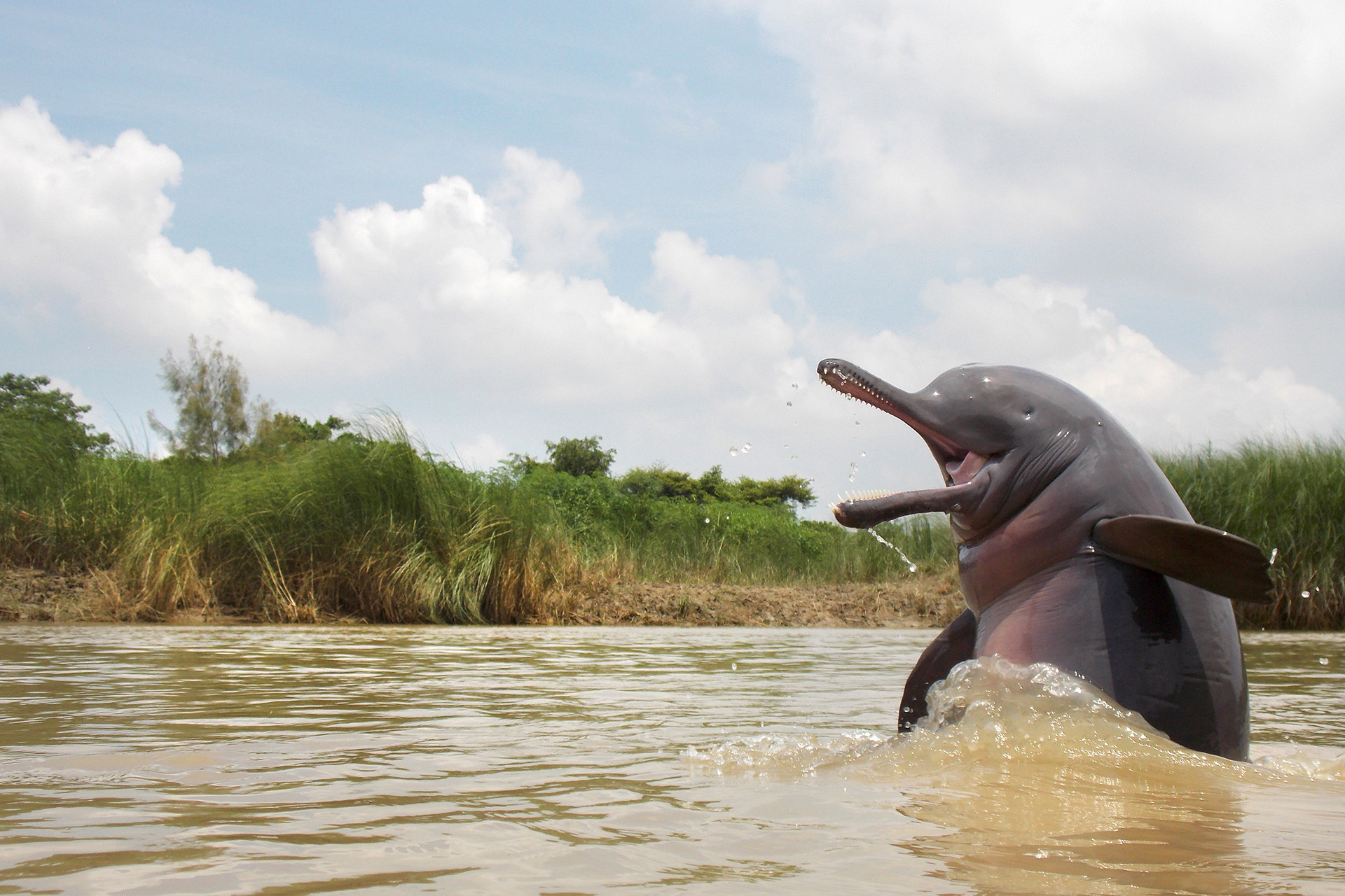 Animal portraits winner ganesh chowdhury dscn - A Wildlife Enthusiast's Journey Towards Conservation | Nature inFocus