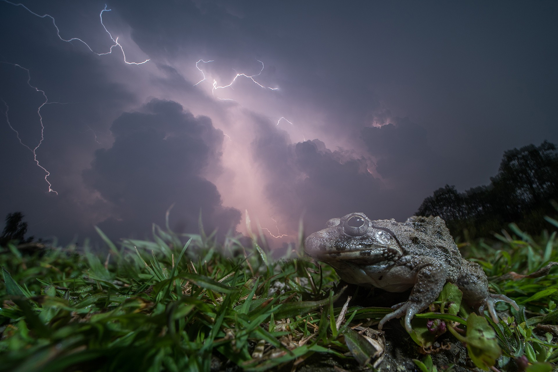 Animal portraits special mention ripan biswas dsc - Nature inFocus Photography Awards 2020: The Winners | Nature inFocus