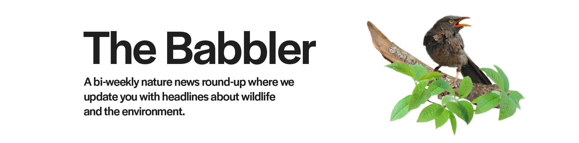 Babbler dark | Nature Infocus