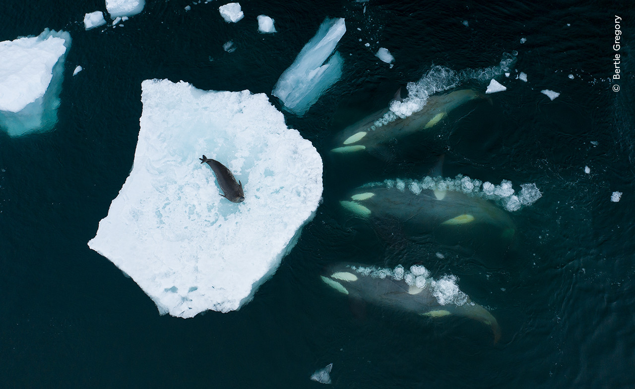 Bertie Gregory Wildlife Photographer of the Year | Nature Infocus