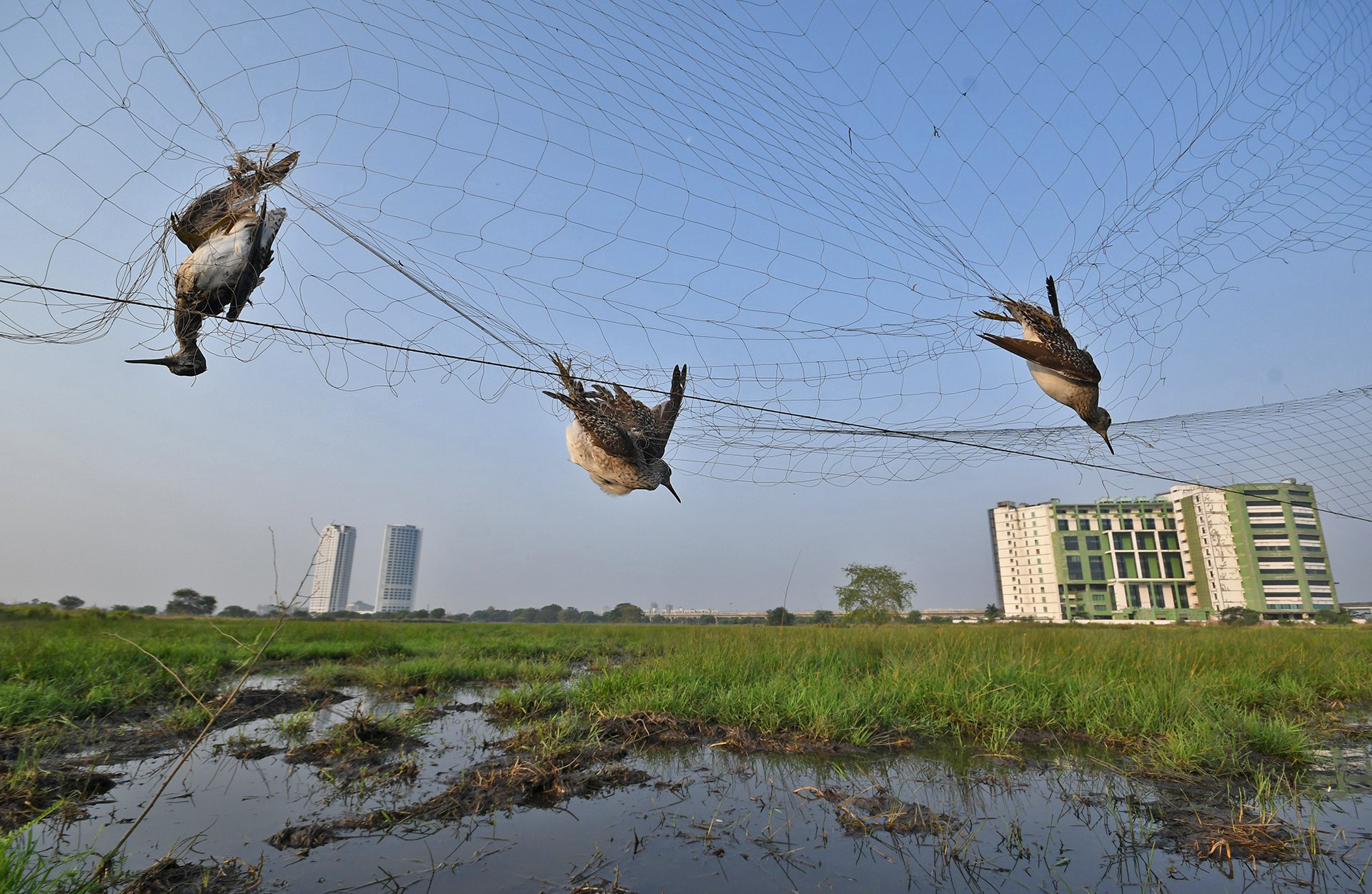 Conservation issues special mention abhijit addya dsc - Nature inFocus Photography Awards 2020: The Winners | Nature inFocus