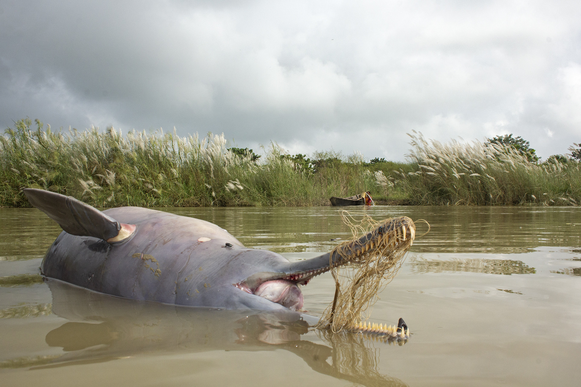 Conservation issues special mention ganesh chowdhury img - A Wildlife Enthusiast's Journey Towards Conservation | Nature inFocus