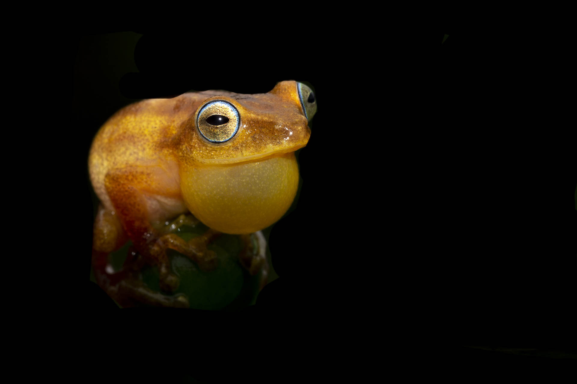 Coorg yellow bush frog or Blue-eyed Yellow Bush Frog raorchestes luteolus