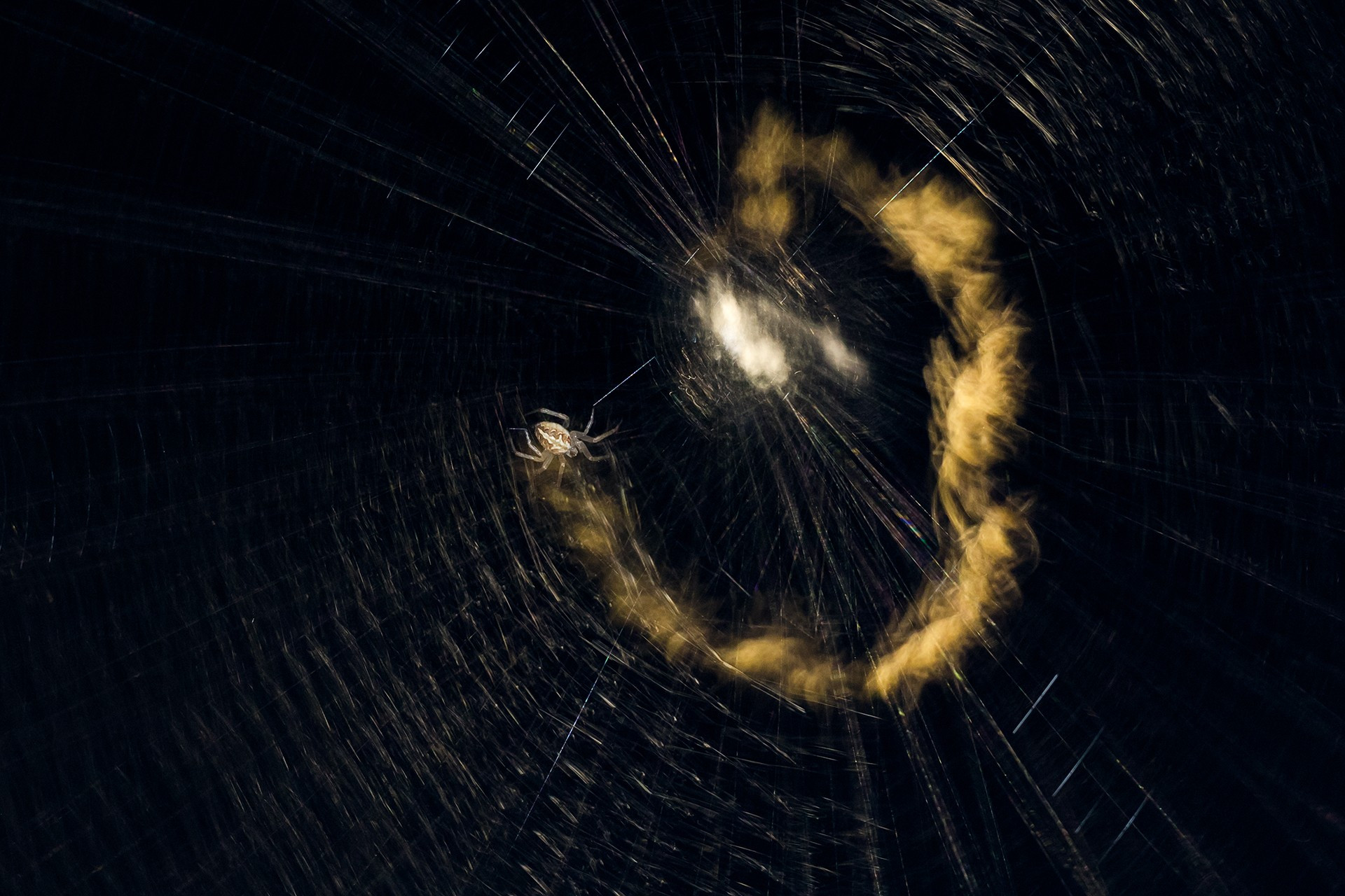 Creative nature photography special mention samyak kaninde sk d - Nature inFocus Photography Awards 2020: The Winners | Nature inFocus