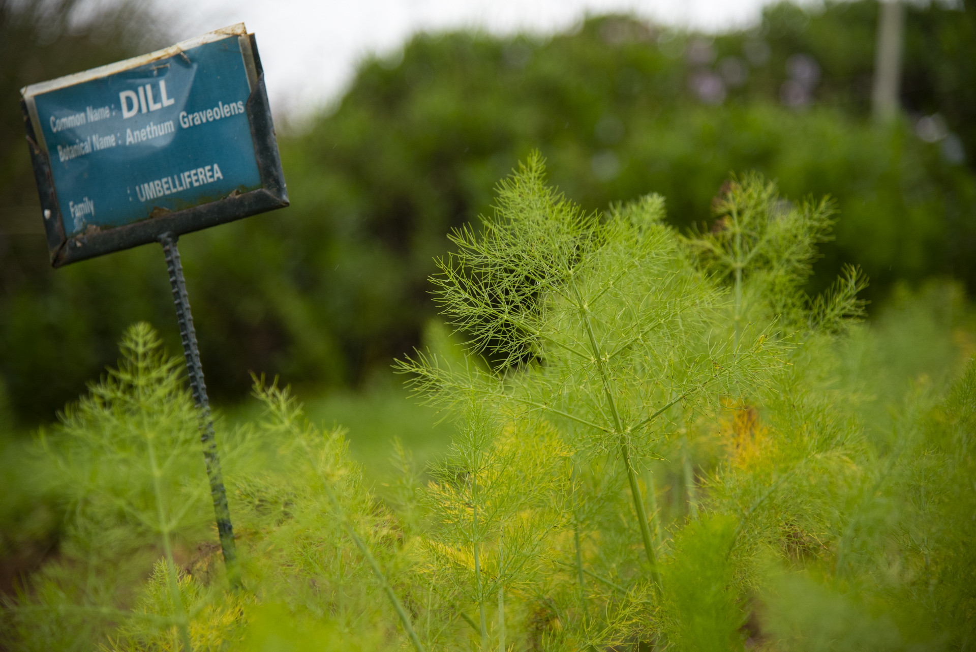 Dsc pp - Destiny Farm Stay: A Slice Of Heaven In The Nilgiris | Nature inFocus