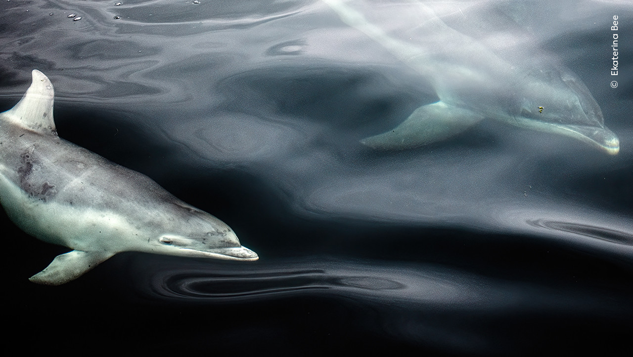 Ekaterina Bee Wildlife Photographer of the Year | Nature Infocus
