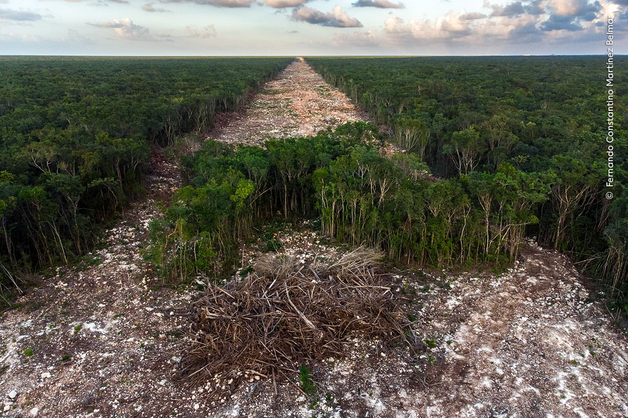 Fernando Constantino Marti nez Belmar Wildlife Photographer of the Year | Nature Infocus