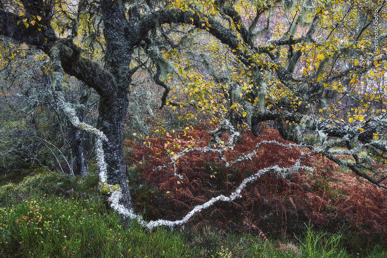 Fortunato Gatto Wildlife Photographer of the Year | Nature Infocus