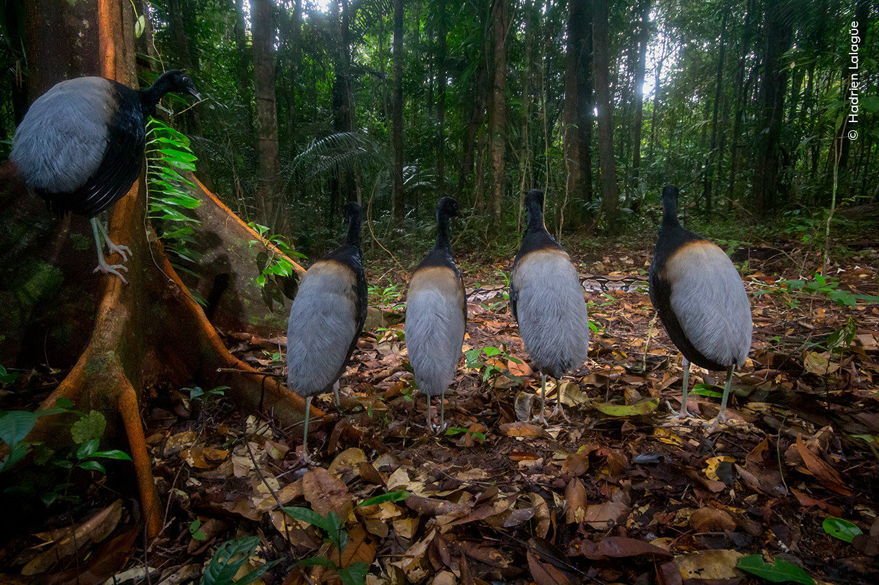 Hadrien Lalagu e Wildlife Photographer of the Year | Nature Infocus