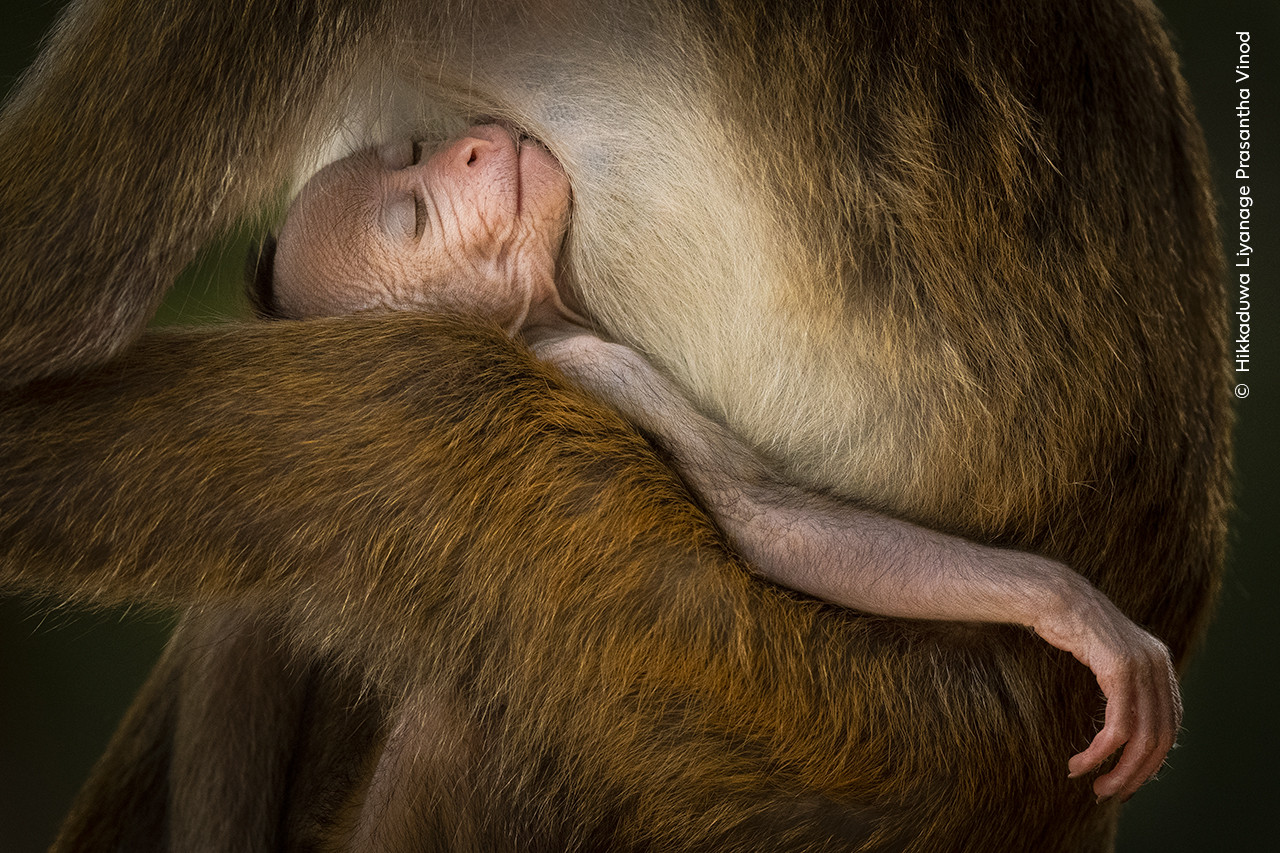 Hikkaduwa Liyanage Prasantha Vinod Wildlife Photographer of the Year | Nature Infocus