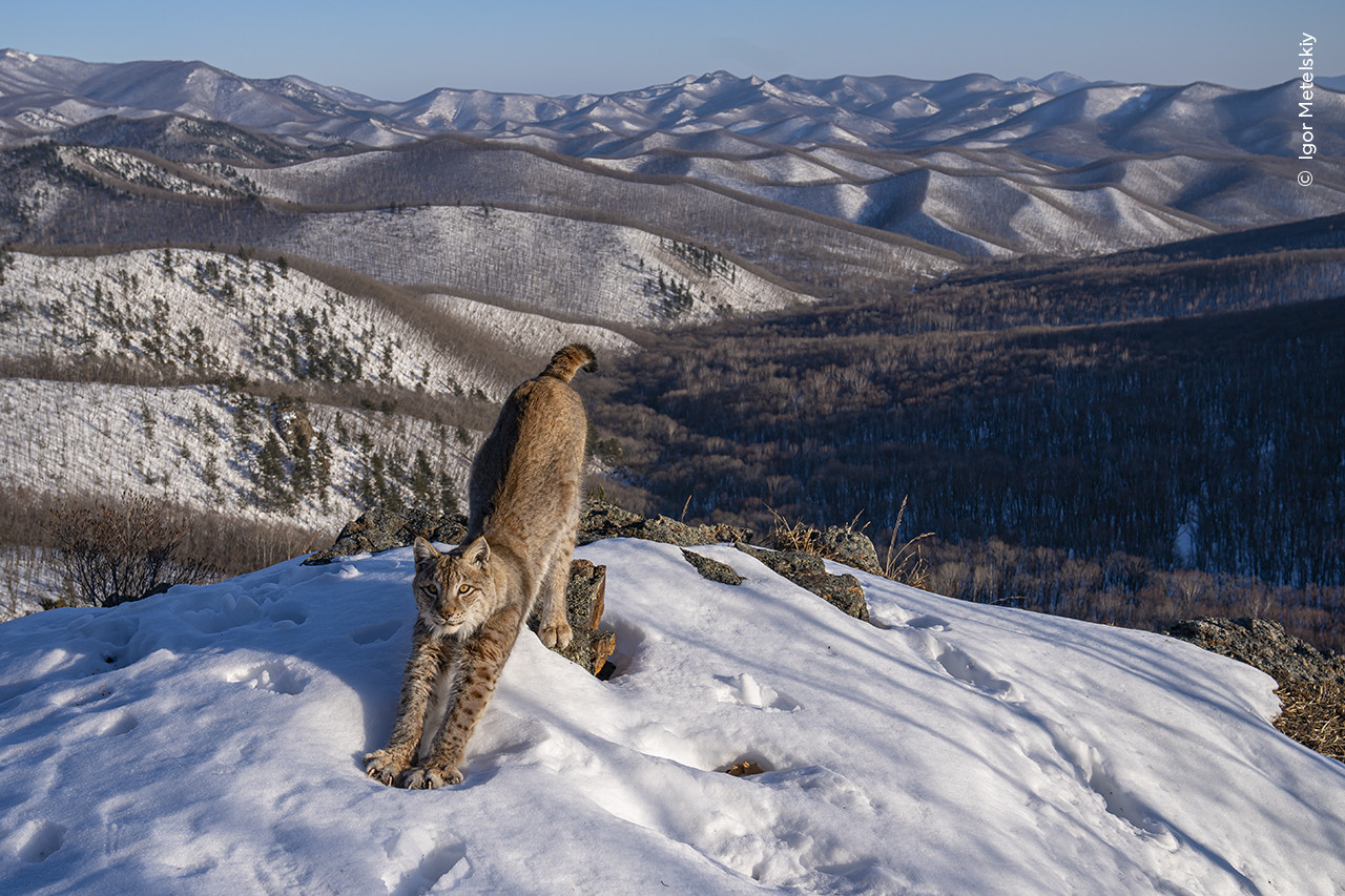 Igor Metelskiy Wildlife Photographer of the Year | Nature Infocus