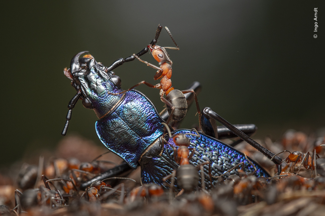Ingo Arndt Wildlife Photographer of the Year | Nature Infocus