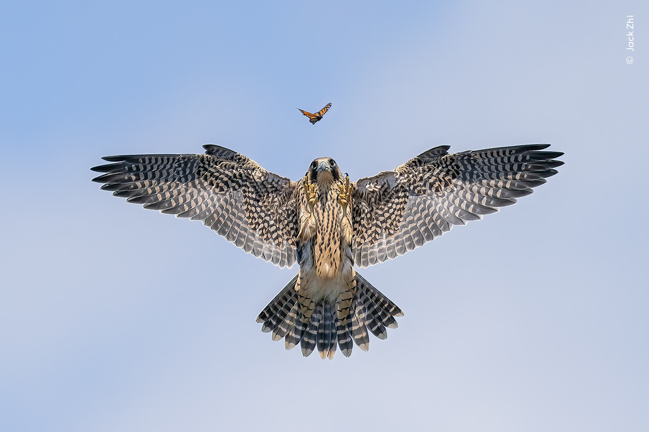 Jack Zhi Wildlife Photographer of the Year | Nature Infocus